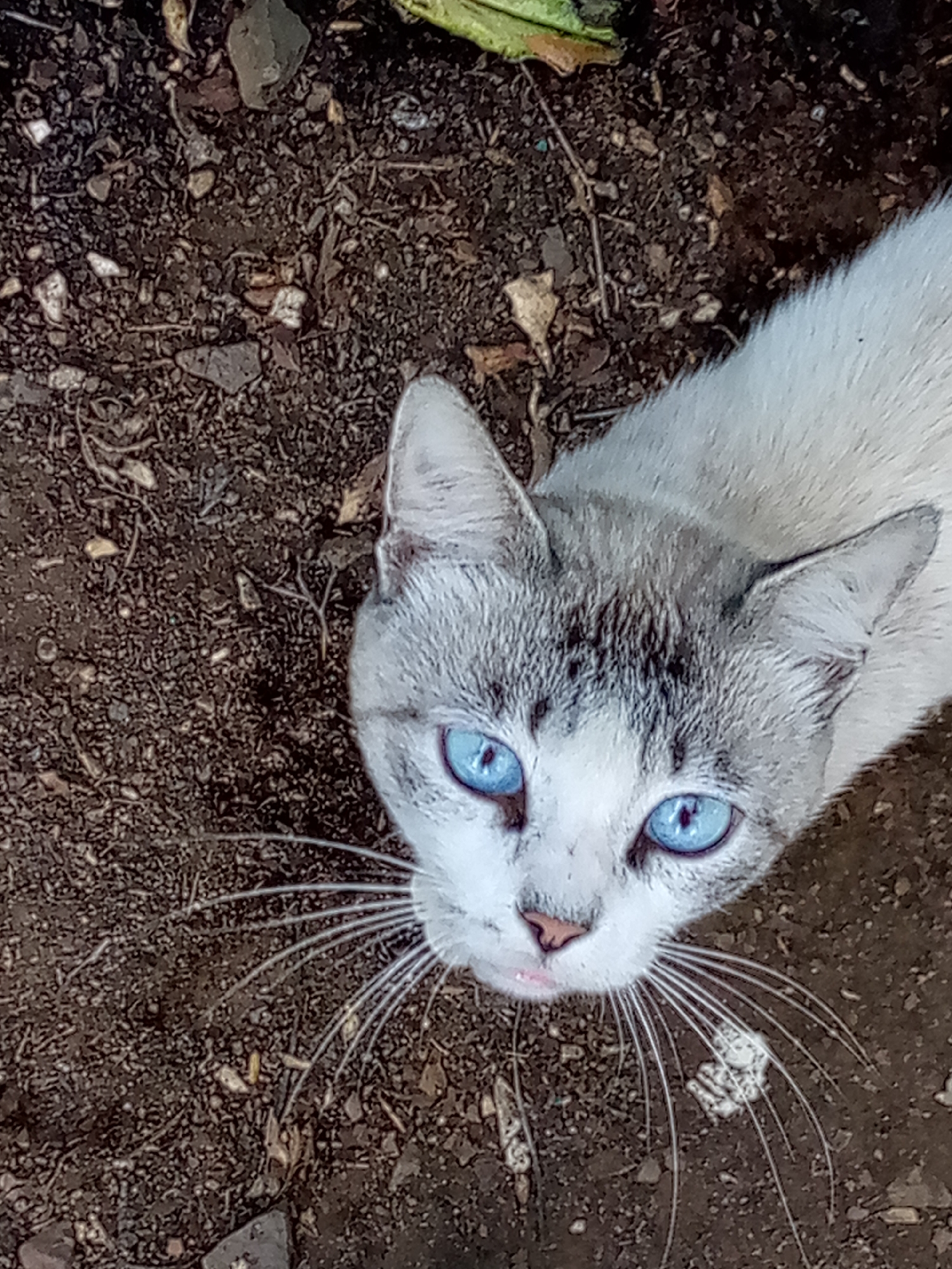 The image captures a close-up, high-angle view of a cat looking directly upwards at the camera. The primary subject is a domestic cat with distinctive features: bright, piercing blue eyes that are wide open and attentive, a pink nose, and long, prominent white whiskers fanning out from its muzzle. Its fur is a mix of white and light grey, with darker grey markings around its ears, forehead, and cheeks, characteristic of a point coloration often seen in breeds like Siamese or Himalayan, though this cat appears to be a mixed breed.
The cat's head and the upper part of its body fill the lower right portion of the frame, positioned against a backdrop of dark, earthy ground. This ground appears to be soil or dirt, littered with small stones, dried leaves, twigs, and other natural debris, indicating an outdoor setting. A hint of green foliage is visible in the very top left corner of the frame.
The activity depicted is the cat observing or interacting with someone directly above it, suggested by its upward gaze. Its expression conveys curiosity and alertness, possibly anticipating attention or food. The natural lighting suggests it is daytime. There is no visible text in the image. The location context provided is Las Guevaras, Venezuela.