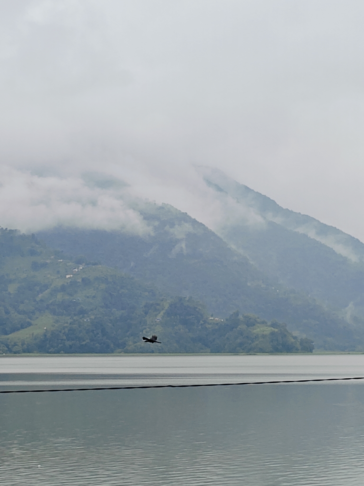 This image captures a serene view of Phewa Lake in Pokhara, Nepal. In the foreground, the calm, rippling water of the lake stretches horizontally across the frame. A dark, thin power line bisects the lower portion of the image, running from left to right. In the mid-ground, a single bird with its wings spread in flight is visible, positioned just above the lake's surface and slightly to the left of center.
Dominating the background are lush, green hills that rise steeply, their slopes dotted with small clusters of white buildings, indicative of villages or scattered homes. The upper reaches of these hills are shrouded in a soft, diffused mist and clouds, creating a moody and atmospheric backdrop. The sky is overcast, with a uniform, pale gray hue that contributes to the overall muted color palette of the scene. The vegetation on the hills appears dense, with varying shades of green suggesting trees and undergrowth. The distant mountains blend into the cloudy sky, their forms softened by the atmospheric conditions.
