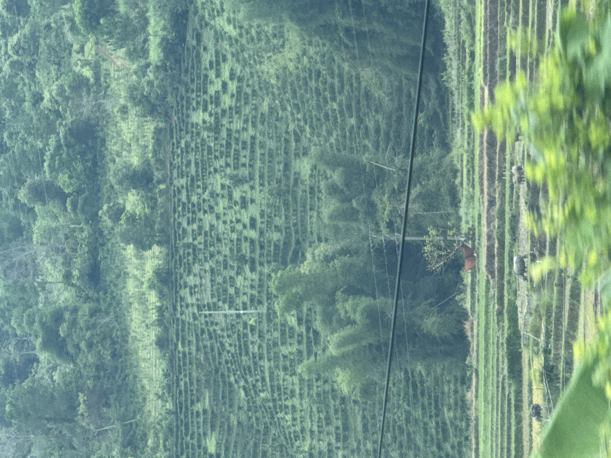 This image presents a high-angle view of a lush, green agricultural landscape in Muong Kim, Vietnam, characterized by extensive terraced fields and dense cultivation.
The scene is dominated by two main types of agricultural areas. In the upper and central portions of the frame, rolling hills are covered in tightly packed, undulating rows of dark green plants, indicative of a large-scale plantation, possibly tea, grown on contoured terrain. This creates a textured, almost rippling pattern across the slopes.
Towards the lower right of the image, the landscape transitions into more distinct, linear terraces, likely rice paddies. These fields exhibit varying shades of green and brown, suggesting different stages of growth or the presence of water. Scattered across these lower terraces are several water buffalo, visible as dark, bulky figures, engaging in grazing or working the fields. One such animal is positioned near a small, simple building with a reddish-brown roof nestled among the terraces.
Several thin, dark lines, resembling power cables or wires, diagonally traverse the mid-ground and foreground, intersecting the cultivated areas. In the extreme lower right foreground, out-of-focus, bright green foliage partially obscures the view, suggesting vegetation close to the camera.
The time of day appears to be daytime with soft, diffused lighting, as evidenced by the lack of harsh shadows, suggesting an overcast sky. The overall impression is of a productive and traditional agricultural setting, where human activity, represented by the terraced farming and livestock, is deeply integrated into the natural environment. No visible text is present in the image.