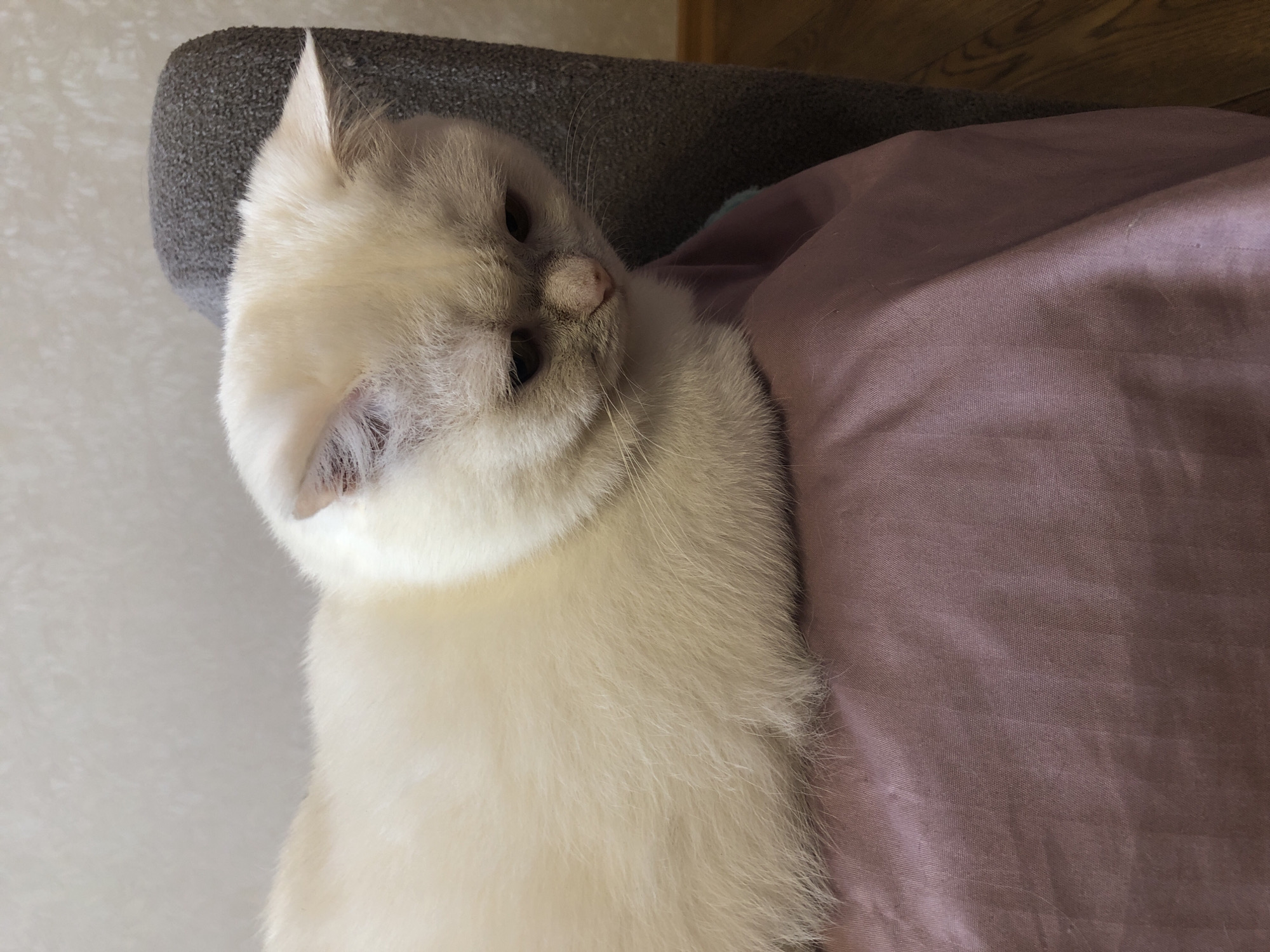 A white cat with gray markings on its face and ears is sitting on a draped piece of mauve fabric. The cat is looking down and to its right with a slightly sad expression. Behind the cat, a dark gray, textured object, possibly part of a piece of furniture, is visible. The background consists of a light-colored wall with a subtle pattern and a section of wooden floor. The scene is indoors, and the lighting appears to be ambient.