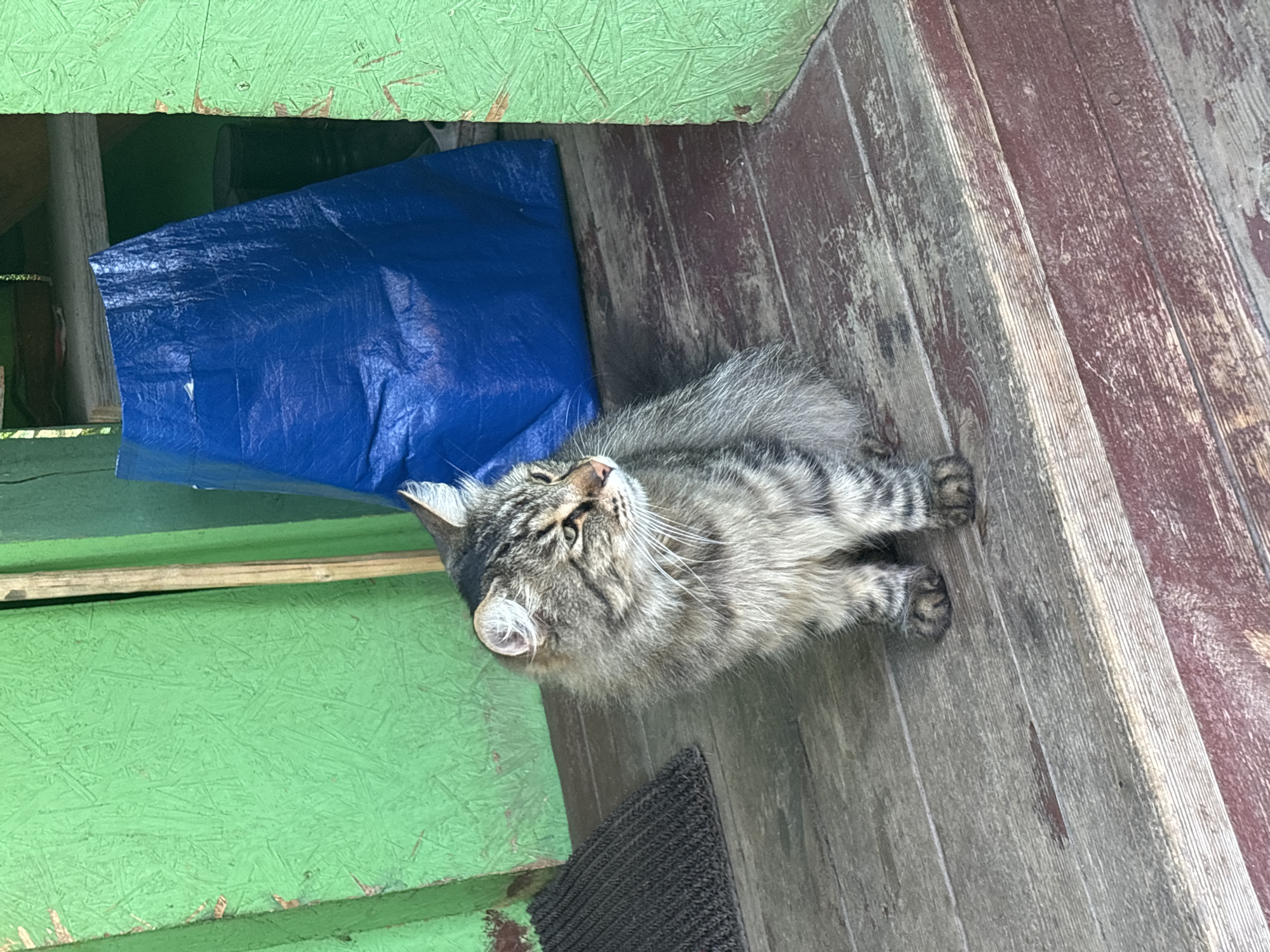 In Rozhdestveno, Russia, a long-haired, grey-brown tabby cat with striped markings sits on a weathered wooden surface. The cat, facing right and gazing slightly upward, displays prominent white whiskers and light-colored inner ears. To the immediate left of the cat, a dark brown, textured doormat is visible on the wooden floor. The background consists of green-painted oriented strand board (OSB) walls on both the left and right sides. Behind the cat and to its right, a large, crinkled blue tarp or bag stands vertically, partially obscuring a dimly lit area containing wooden beams and a dark object on the ground. The wooden planks of the surface are faded grey and brown, with areas of reddish discoloration, and transition to a lower step painted a darker reddish-brown in the foreground.
