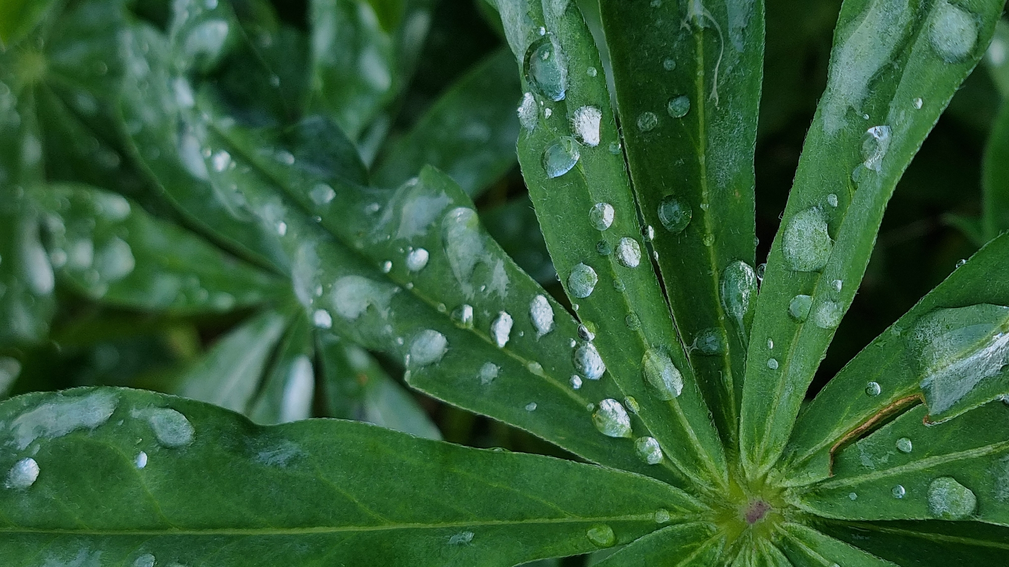 The image is a close-up, vertical shot of green leaves covered in water droplets, likely taken after rain. The focus is on the texture of the leaves and the reflective quality of the water. The background is a blurred, dark green, suggesting more foliage. There are no people or animals visible. The scene is likely outdoors, in a natural setting such as a garden or park. The location in Vysokoe, Russia, is not discernible from the image itself.
