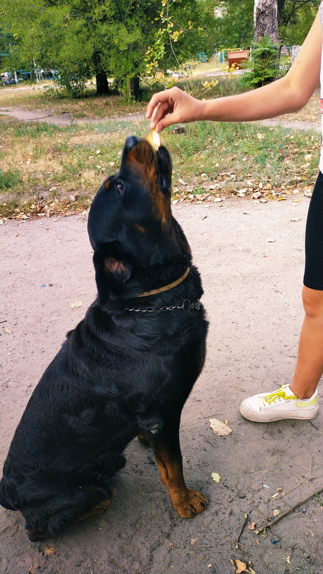 A Rottweiler dog sits on a dirt path, looking up as a person's hand holds a piece of food for it to eat. The dog has a chain collar. The person's legs and feet are visible, wearing black shorts and white sneakers with yellow laces. The background shows trees and grassy areas with fallen leaves, suggesting an outdoor park or public space in Horishni Plavni, Ukraine, during autumn.