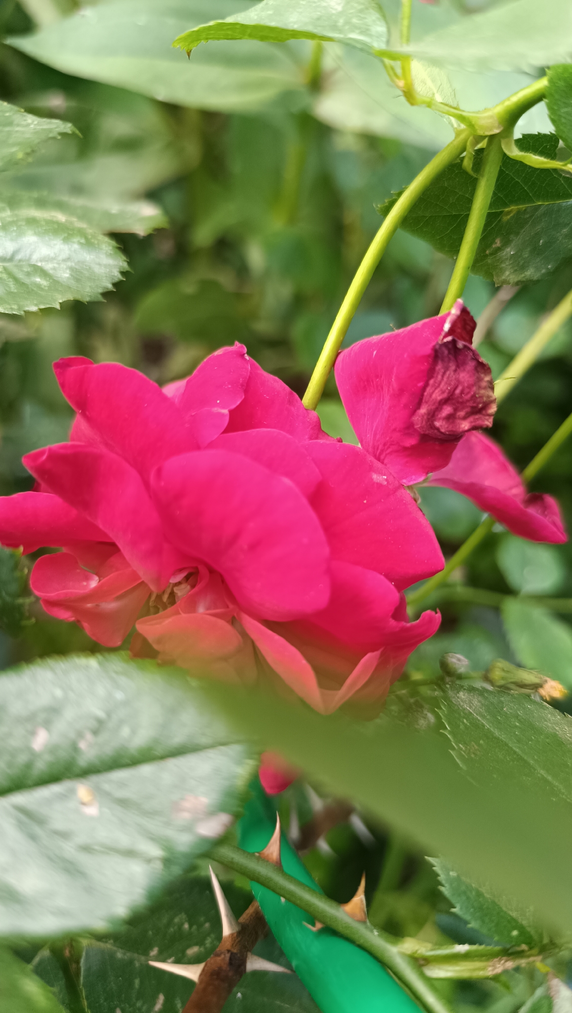 A close-up, low-angle shot captures a vibrant pink rose in full bloom, its petals unfurling in soft layers. The rose is positioned to the left of the frame, with its velvety texture and deep fuchsia hue commanding attention. Behind the flower, a tangle of green leaves and stems creates a lush, natural backdrop. A prominent stem, adorned with sharp, pointed thorns, runs diagonally across the lower portion of the image. The overall impression is one of delicate beauty and untamed nature, characteristic of a garden setting. The specific location in Karsha, Russia, cannot be determined from the visual information alone.