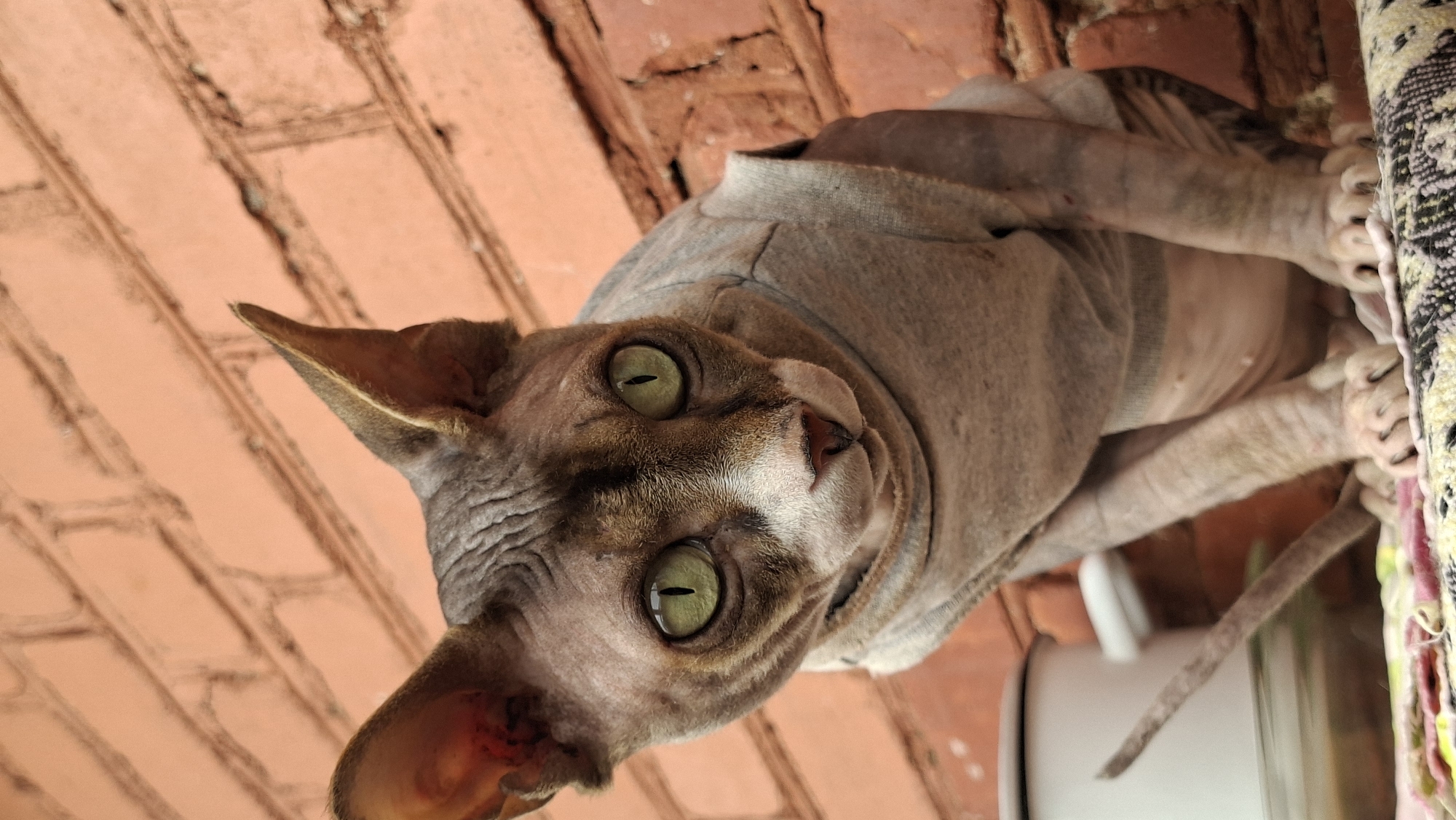 A Sphinx cat, wearing a grey shirt, sits in front of a brick wall. The cat's eyes are a striking green. The wall appears to be red brick with a rough texture. A white pot and a glass jar are visible to the left of the cat. The cat is resting on a patterned surface. The scene is outdoors, possibly in the city of Myadzyel, Belarus, given the information.