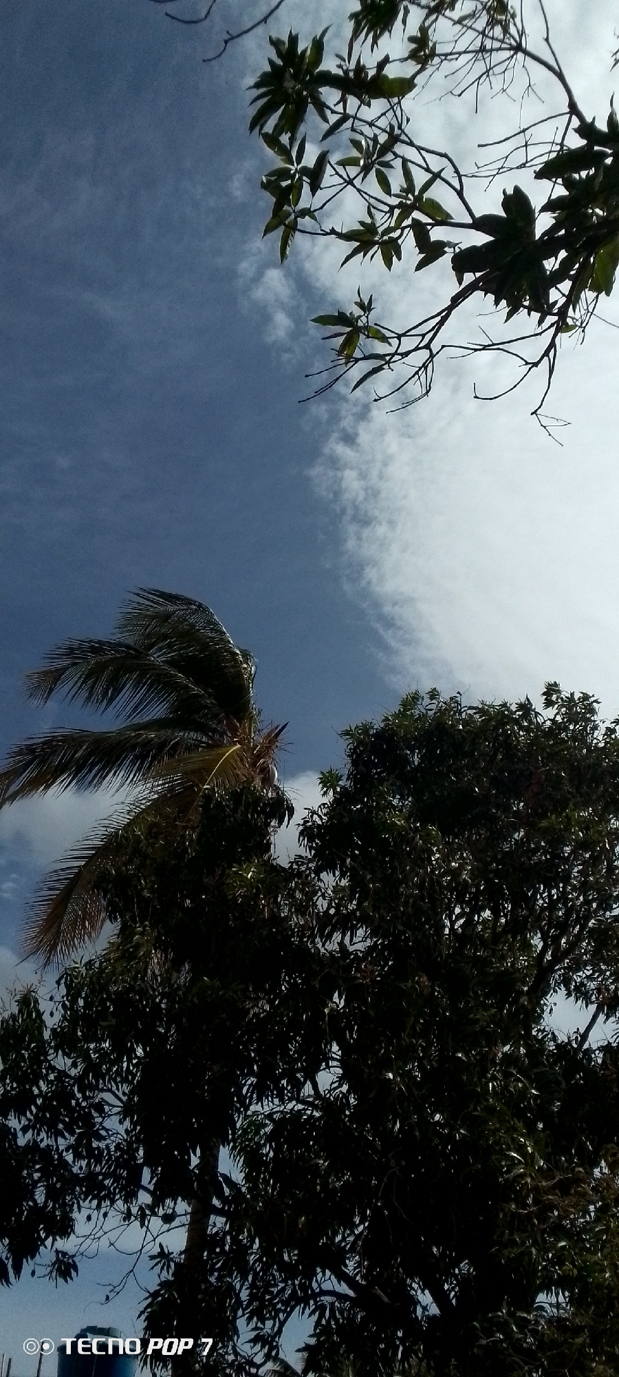 The image, taken in Altagracia, Venezuela, depicts a daytime scene with a view looking upwards towards the sky. The sky is a mix of blue and white clouds. A palm tree with fronds blowing in the wind is visible on the left side of the frame. A larger tree with dense, dark green foliage is situated towards the bottom and right of the image. In the upper right corner, a branch with sparse leaves stretches into the frame. The lower left corner contains the text "TECNOS POP 7".