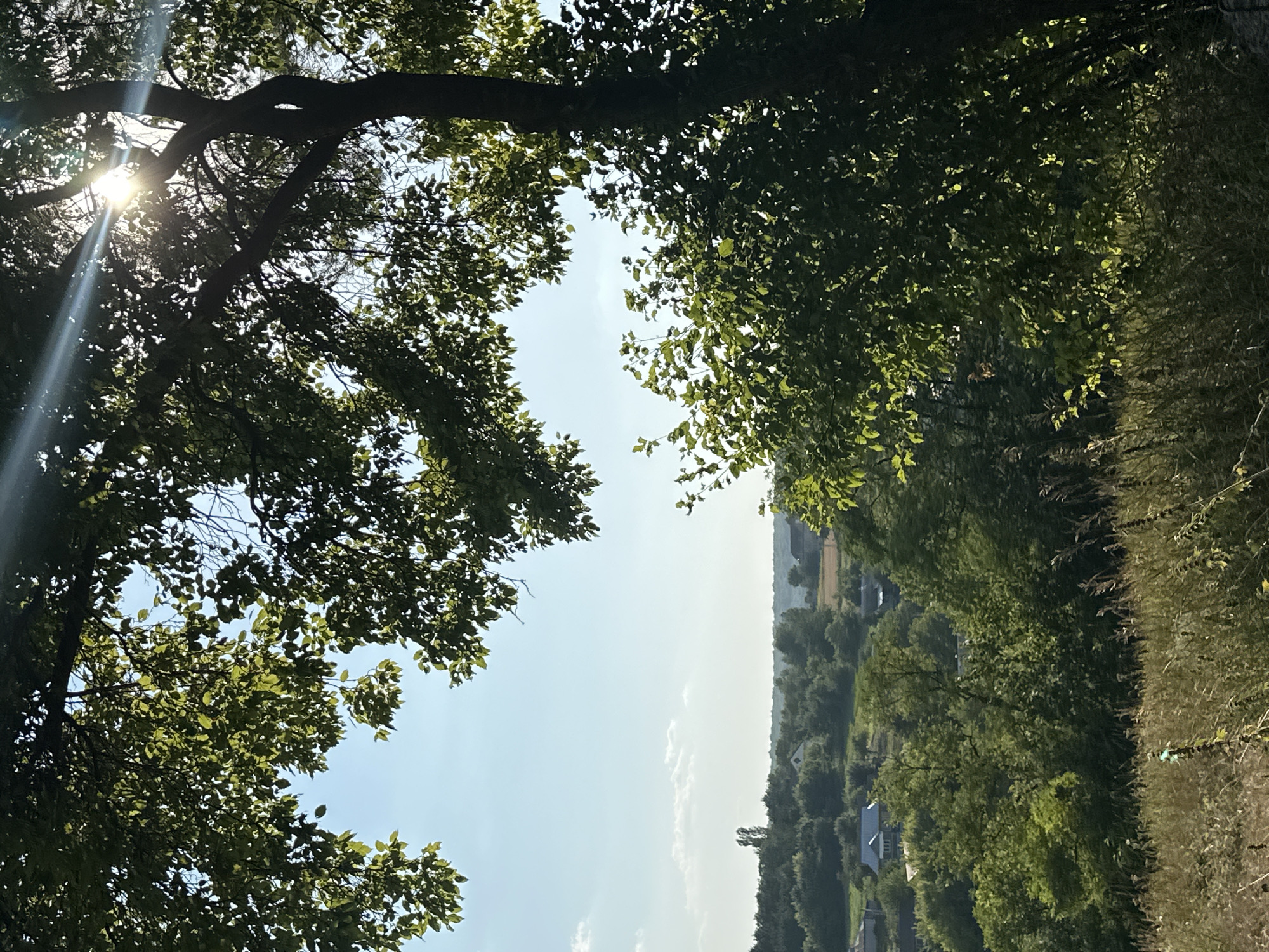 The image depicts a pastoral landscape under a bright, sunny sky, with the sun's rays filtering through the leaves of a large tree in the foreground. The tree, with its dark bark and lush green foliage, occupies the right side of the frame and extends across the top, creating a natural canopy. Through the branches and leaves, a clear blue sky is visible, with a few wispy clouds. Below the tree, a rolling green landscape unfolds, dotted with small houses with dark roofs, characteristic of a rural village. Trees and vegetation are abundant, creating a dense, verdant panorama. The foreground features tall, dry grass and other wild vegetation, suggesting an uncultivated area. The scene is calm and serene, conveying a sense of natural beauty and rural tranquility. The location is identified as Makiv, Ukraine, which is consistent with the visual elements of a Ukrainian countryside. There are no people or animals visible in the image, nor any specific actions or interactions taking place. The focus is on the natural environment and the picturesque village scene.