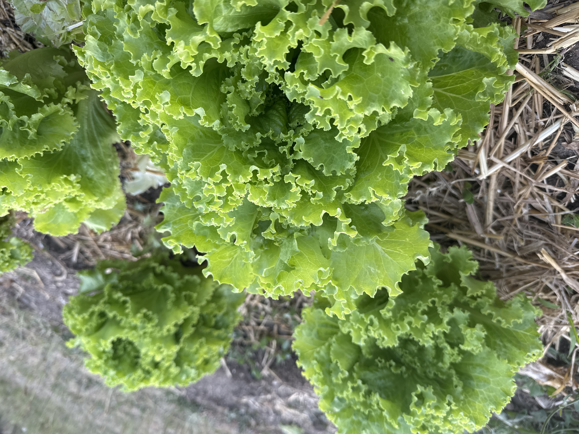 The image shows a close-up view of several heads of bright green, leafy lettuce growing in a garden. The lettuce has frilly, ruffled leaves and appears healthy and vibrant. The plants are arranged in rows, and the ground around them is covered with a layer of dried straw or mulch. The background is slightly blurred, suggesting an outdoor setting, likely a garden or a field. The overall impression is one of fresh, homegrown produce. The image does not provide any specific landmarks or clues to definitively place it in Neuville-aux-Bois, France.