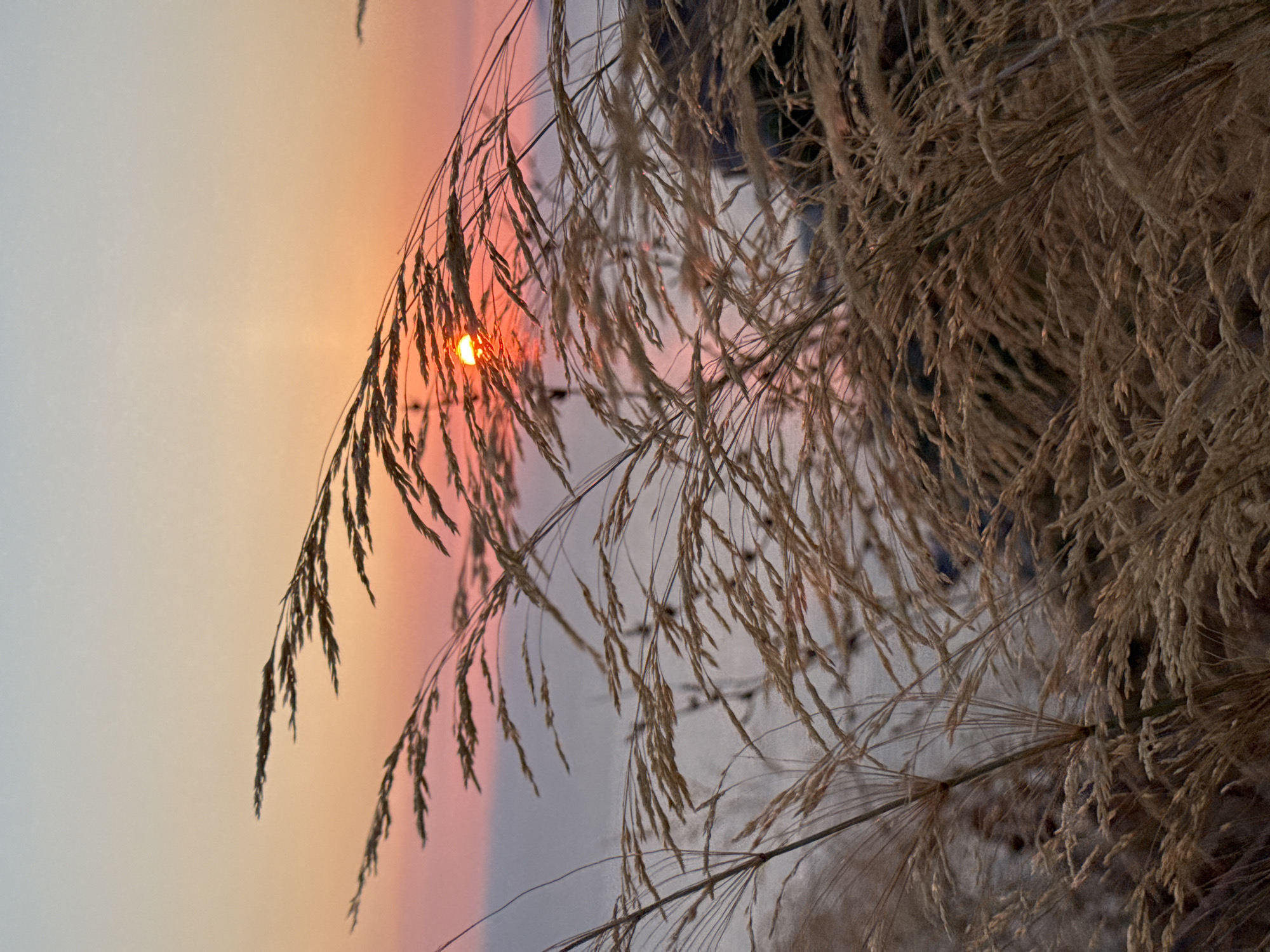 In Donji Katun, Montenegro, the image captures a serene sunset over a body of water, likely the Adriatic Sea, viewed through a foreground of tall, dry grass. The sky transitions from a pale blue at the top to soft pinks and oranges near the horizon, where the sun is partially visible, casting a warm glow. The water is a muted gray-blue, reflecting the sky's colors. The dry grass, predominantly in shades of beige and light brown, occupies the lower half and edges of the frame, its stalks and seed heads appearing windswept. The overall impression is one of natural tranquility at dusk, with no people or man-made structures immediately apparent in the scene.
