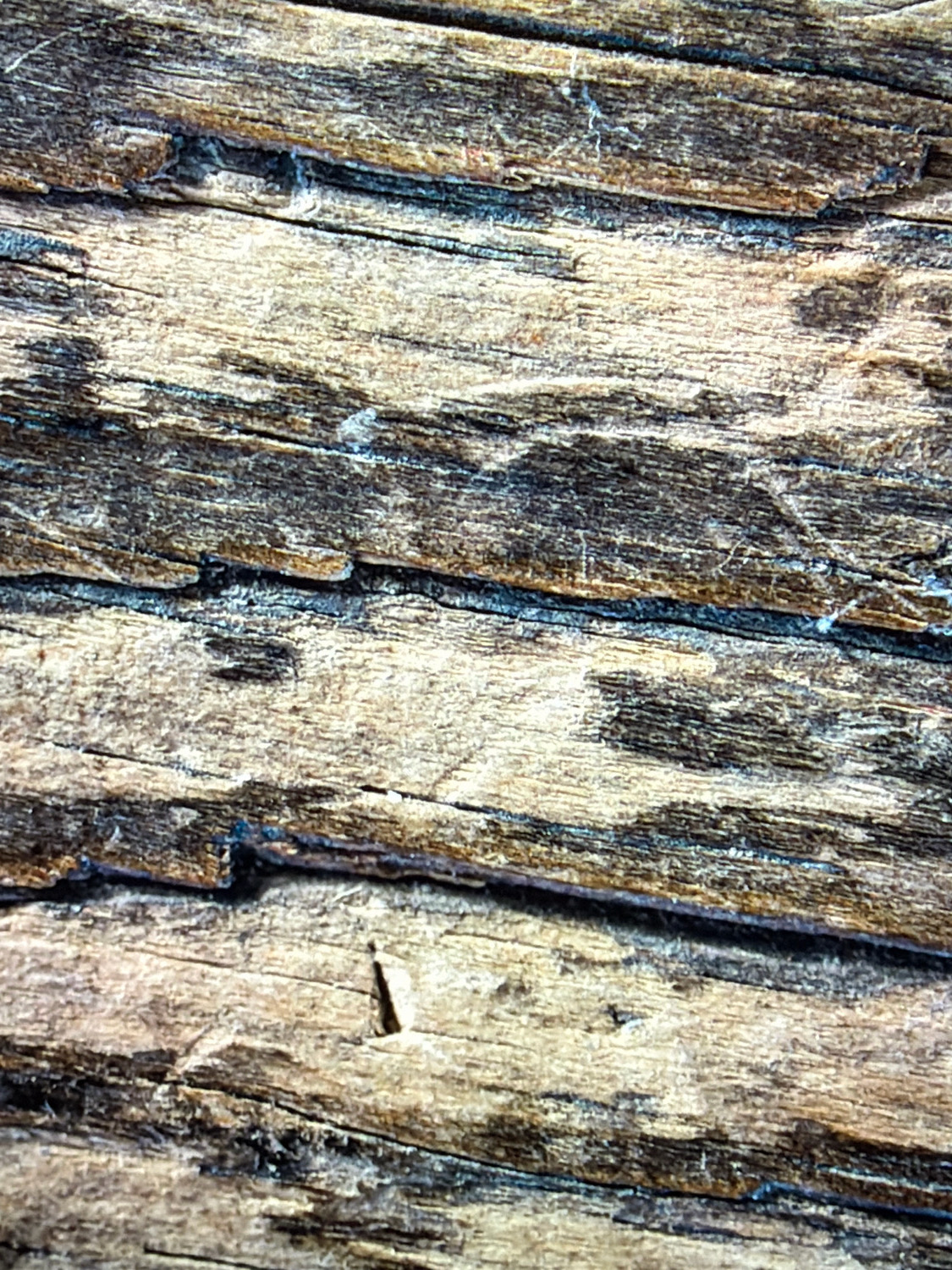 This is a close-up, macro photograph of weathered wood, likely from a building or outdoor structure. The wood grain is prominent, showing horizontal lines with variations in color from light brown to dark, almost black, areas. There are visible cracks and fissures, indicating age and exposure to the elements. Fine, spiderweb-like filaments are also present, suggesting dust or cobwebs. The texture is rough and irregular. This image does not depict any people, actions, or interactions, and provides no information about its location in Kafr Yasif, Israel.