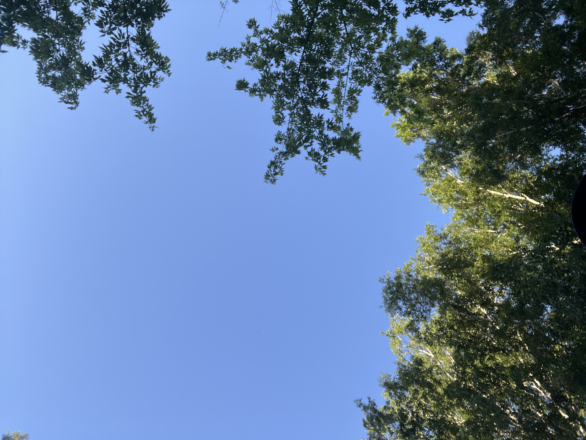 This is a low-angle shot looking up at a clear blue sky with tree branches and leaves silhouetted against it. The trees appear to be deciduous, with dense green foliage. Sunlight filters through the leaves, creating dappled patterns. The scene suggests a bright, sunny day, likely during the warmer months. The composition, with the sky dominating the frame, evokes a sense of openness and looking upwards, perhaps a moment of relaxation or contemplation outdoors. No people or man-made objects are clearly visible, emphasizing the natural elements. The setting appears to be a park or a natural area with tall trees. The image provides no text.