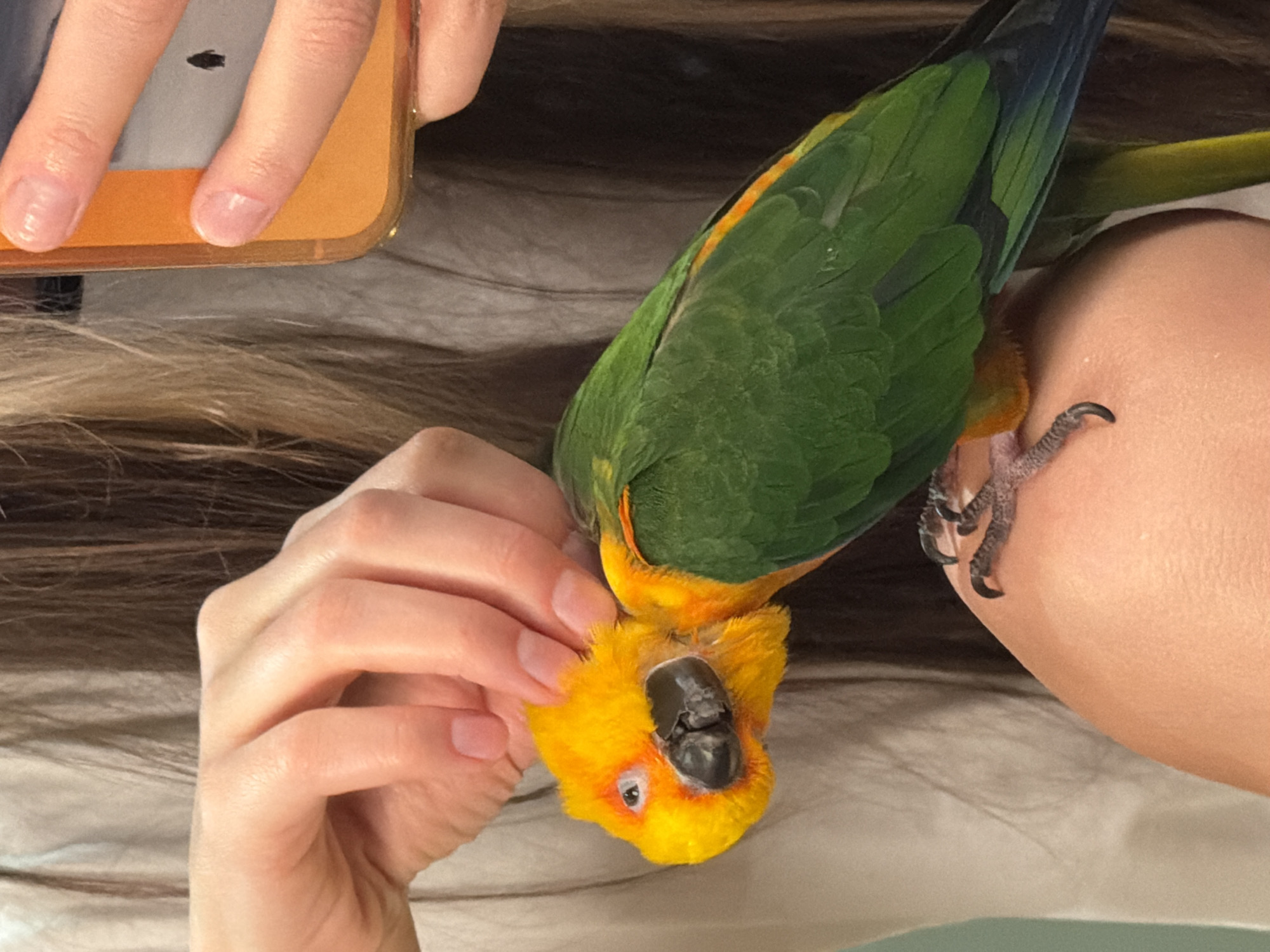 A sun conure is upside down, perched on a person's shoulder. Another person is stroking the bird's head with their hand. A cell phone is in the upper left corner of the image. The location is unknown and there is no evidence to suggest it is in Khimki, Russia.