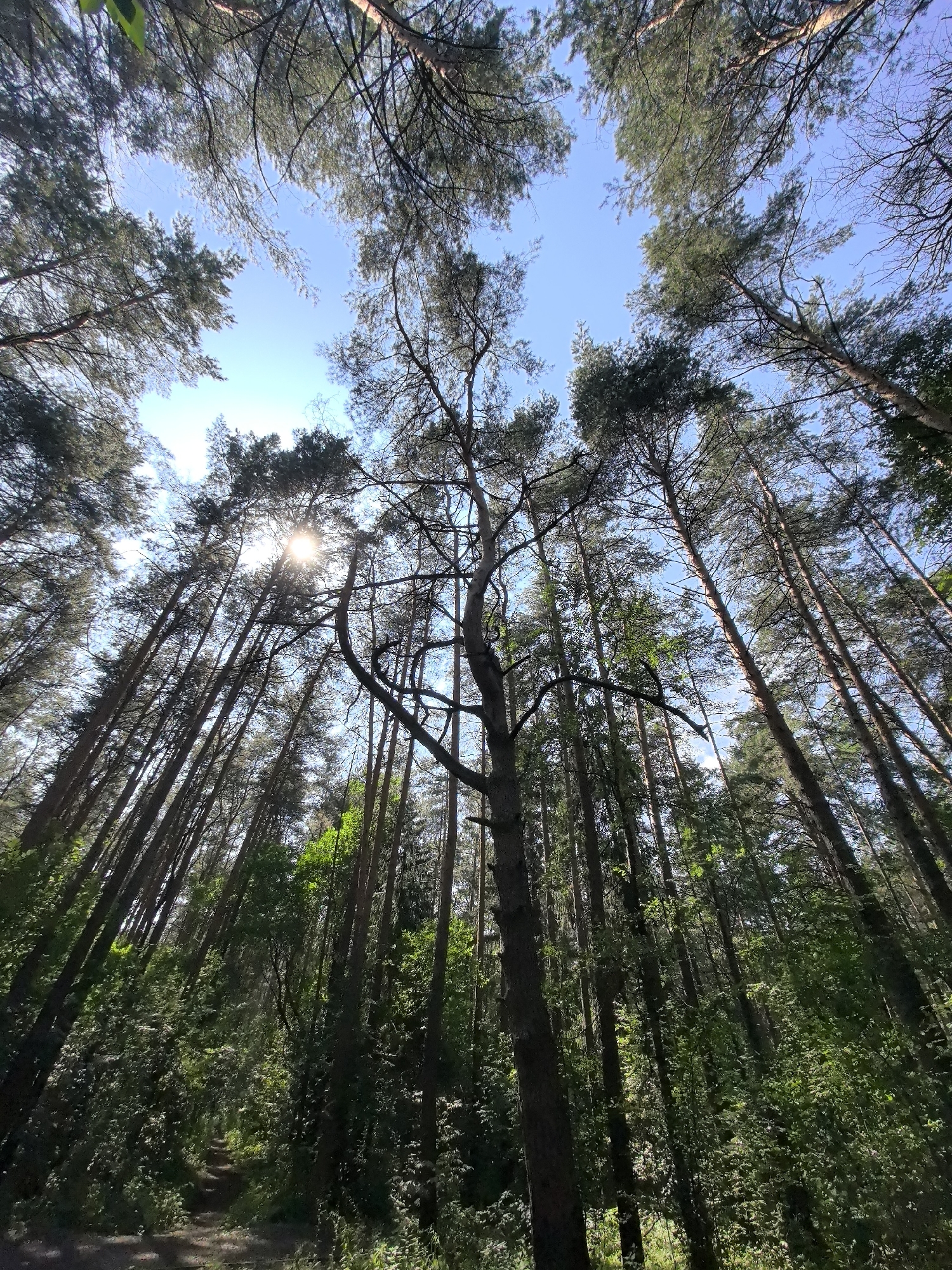 The image depicts a low-angle view looking up into a forest canopy. Tall, slender pine trees dominate the scene, their trunks stretching towards a bright blue sky. Sunlight filters through the branches, creating dappled light and shadow patterns on the foliage. The forest floor appears to be covered in dense undergrowth, with a narrow path visible in the lower left quadrant. No people or animals are visible in the image. This scene is consistent with a natural forest environment, such as those found in the numerous parks and nature reserves surrounding the city of Perm, Russia, known for its extensive boreal forests. The time of day appears to be daytime, with the sun high in the sky.