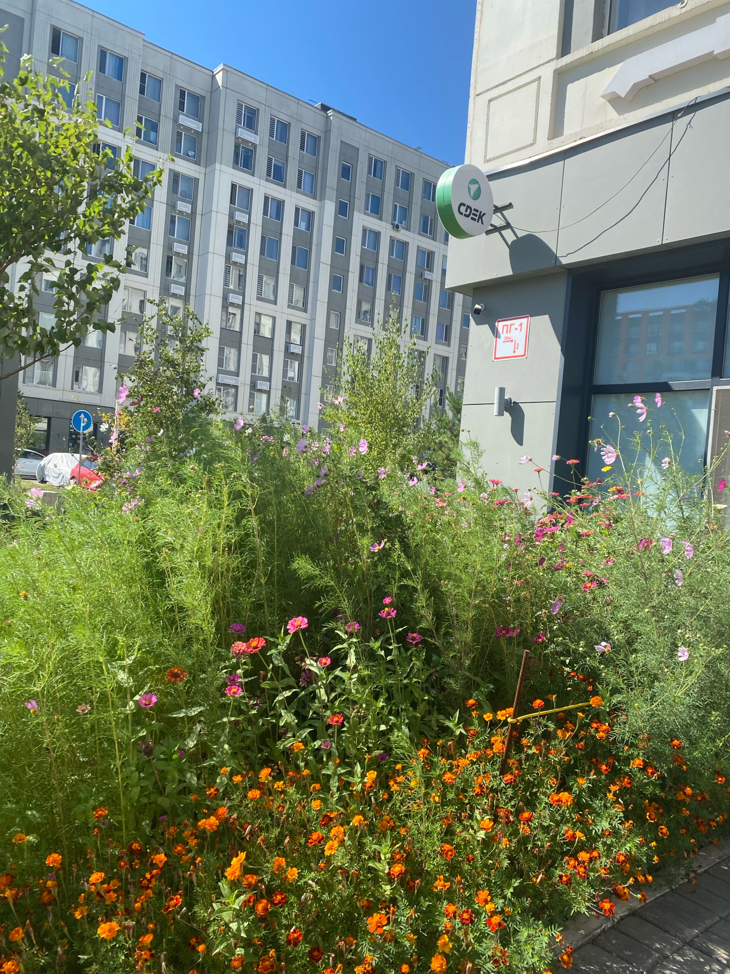 In Astana, Kazakhstan, a vibrant flowerbed bursts with a profusion of orange and pink cosmos flowers, interspersed with tall green foliage, lining a paved walkway. Behind the flowers, a modern apartment building with a grey and white facade and numerous windows stands under a clear blue sky. To the right, a building corner features a grey exterior wall with a circular green and white CDEK logo, a security camera, and a red and white sign. The sun casts shadows, indicating a bright, clear day. The scene depicts an urban environment with a focus on nature's presence within the city.