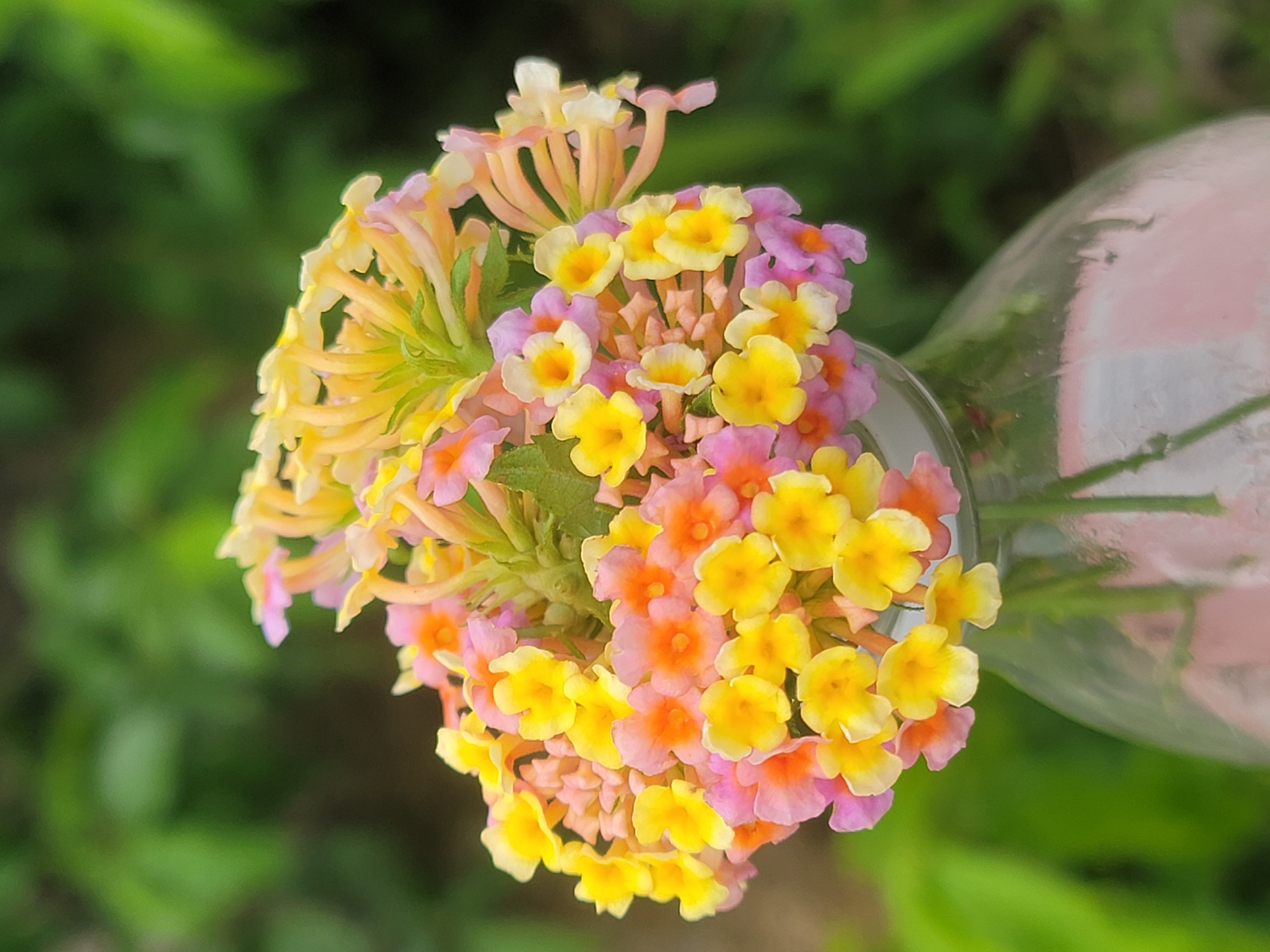 A close-up, top-down view captures a cluster of vibrant Lantana flowers, showcasing a gradient of colors from soft pink and orange to bright yellow. The small, individual blossoms are clustered together, forming a dense and textured bouquet. Some of the flowers are fully open, revealing their delicate petals and dark centers, while others appear to be in bud. The flowers are partially contained within a clear glass vase or jar, hinted at by its curved, reflective surface on the right side of the frame. The background is a soft, out-of-focus blur of lush green foliage, suggesting an outdoor setting, possibly a garden or natural landscape. The lighting appears to be natural daylight, creating a bright and airy atmosphere, with no shadows to indicate a specific time of day. No people or text are visible in the image. The overall impression is one of natural beauty and delicate floral arrangement.