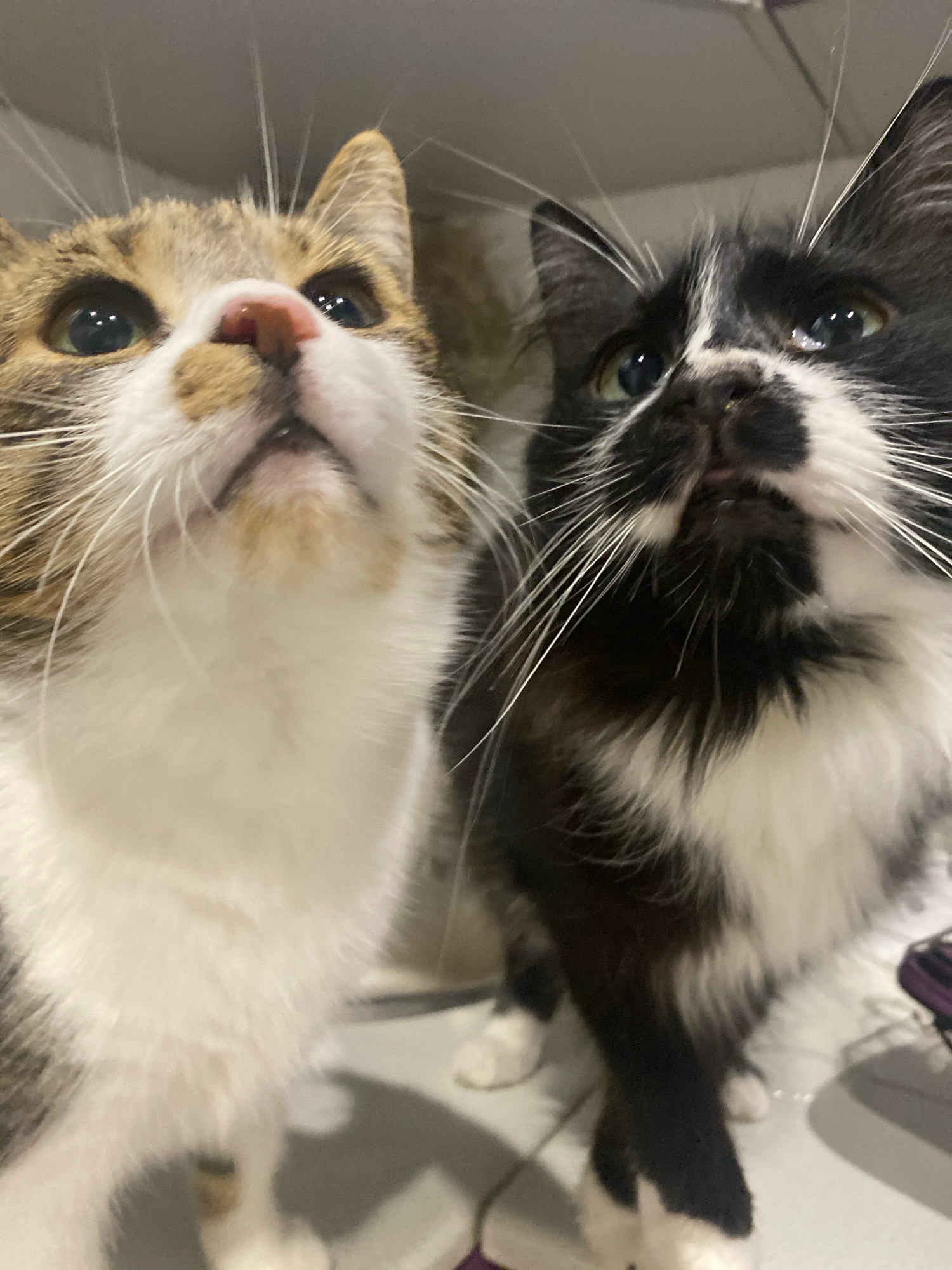 Two cats are looking up at the camera. The cat on the left is a calico with white, brown, and black markings. The cat on the right is a black and white tuxedo cat. Both cats have green eyes and long white whiskers. They are close to the camera, with their faces filling most of the frame. The background is blurry and appears to be indoors, possibly a home environment. The lighting is overhead and creates reflections in the cats' eyes. The image is taken from a low angle, as if the photographer is looking up at the cats. The location is not specified in the image.