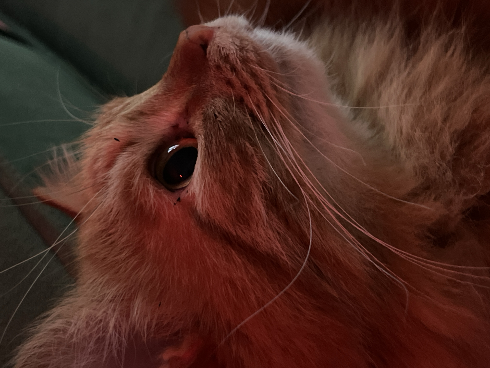 The image shows a close-up of an orange cat's face, specifically its eye, nose, and whiskers. The cat is lying down, with its head tilted back and to the side. There are a few small, dark spots on the cat's fur near its eye. The background is a dark, blurred green. The location is not discernible from the image. There is no evidence the photograph was taken in Chaikovsky, Russia.