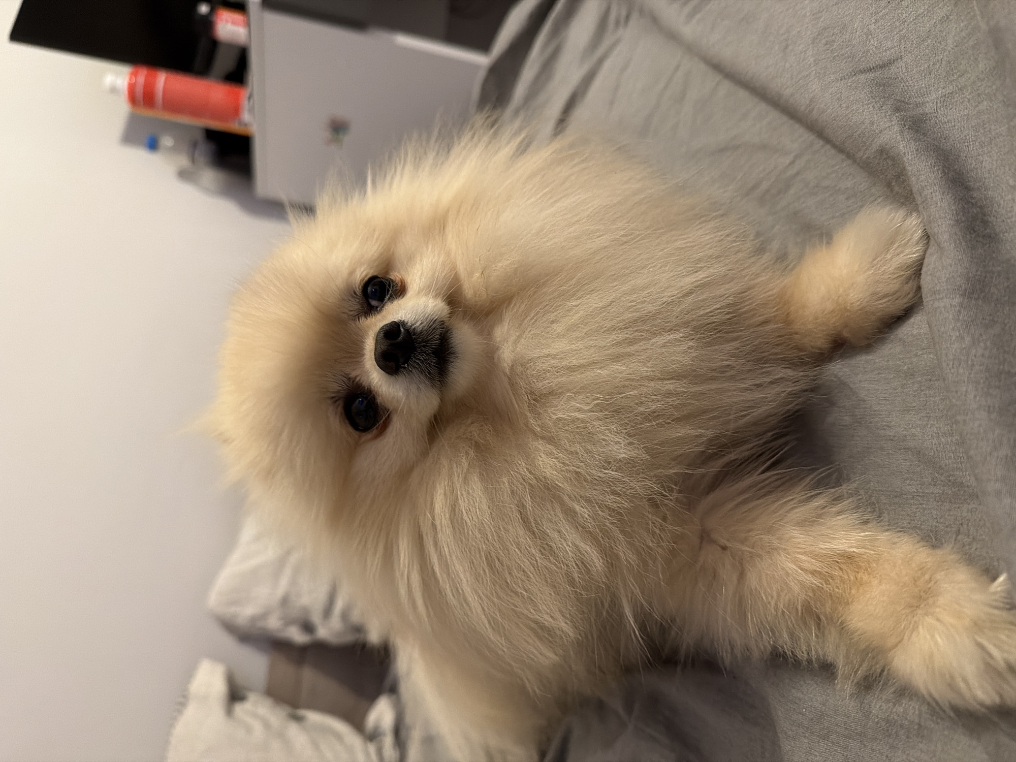 A light beige Pomeranian dog is lying on a grey-colored textured surface, likely a bed or sofa. The dog is positioned facing the camera with its head tilted slightly to the left. It has a fluffy coat, dark eyes, and a black nose. A portion of a white cabinet is visible in the background, and a red object is sitting on the cabinet shelf. The location cannot be ascertained as Varna, Bulgaria from the image.