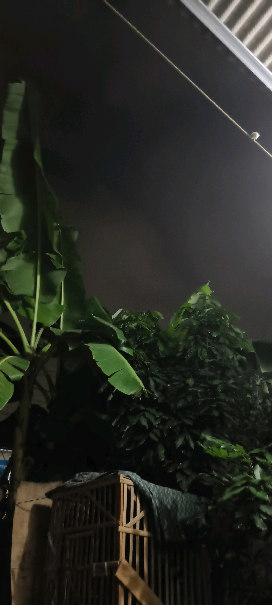 In the city of South Tangerang, Indonesia, this nighttime photograph captures a dimly lit outdoor scene. A wooden cage, possibly for animals, is visible in the foreground, partially covered by a dark green tarp. To the left of the cage, a banana tree with large green leaves stands tall, its trunk dark and indistinct in the low light. Behind the banana tree, a dense cluster of lush green trees fills the mid-ground, their leaves appearing dark and textured. The sky above is dark and appears hazy or overcast, with a thin rope stretching diagonally across the upper portion of the frame, attached to a structure with a ribbed roof. The overall impression is one of a backyard or garden area after sunset.