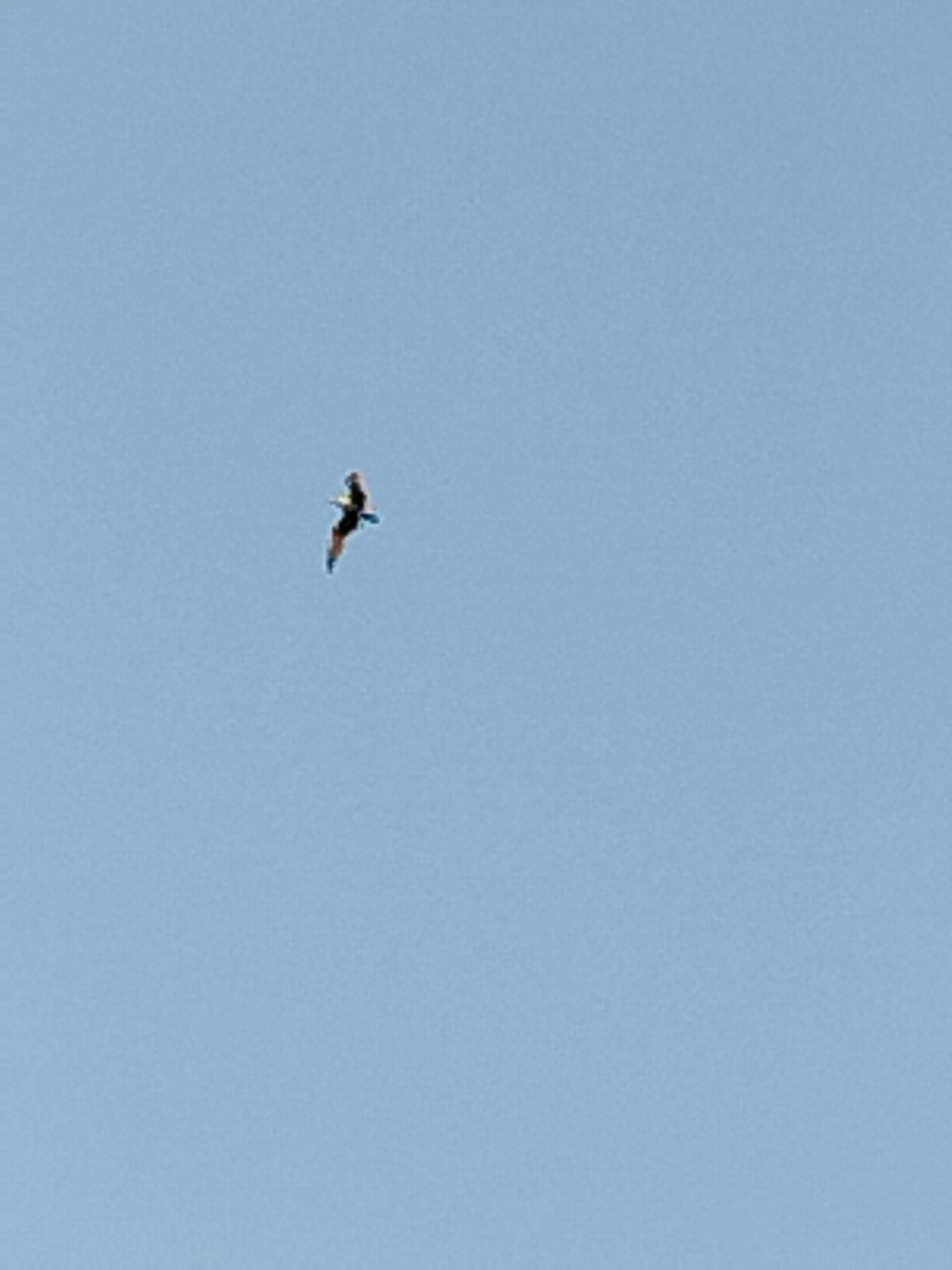 An eagle is flying in the clear blue sky above Vidra, Romania. The eagle is in the upper left quadrant of the image, and its wings are spread wide. The eagle appears to be soaring, and it is difficult to determine its exact species from this image. The sky is a light blue color, and there are no clouds visible. The image is a photograph taken from below, looking up at the eagle.