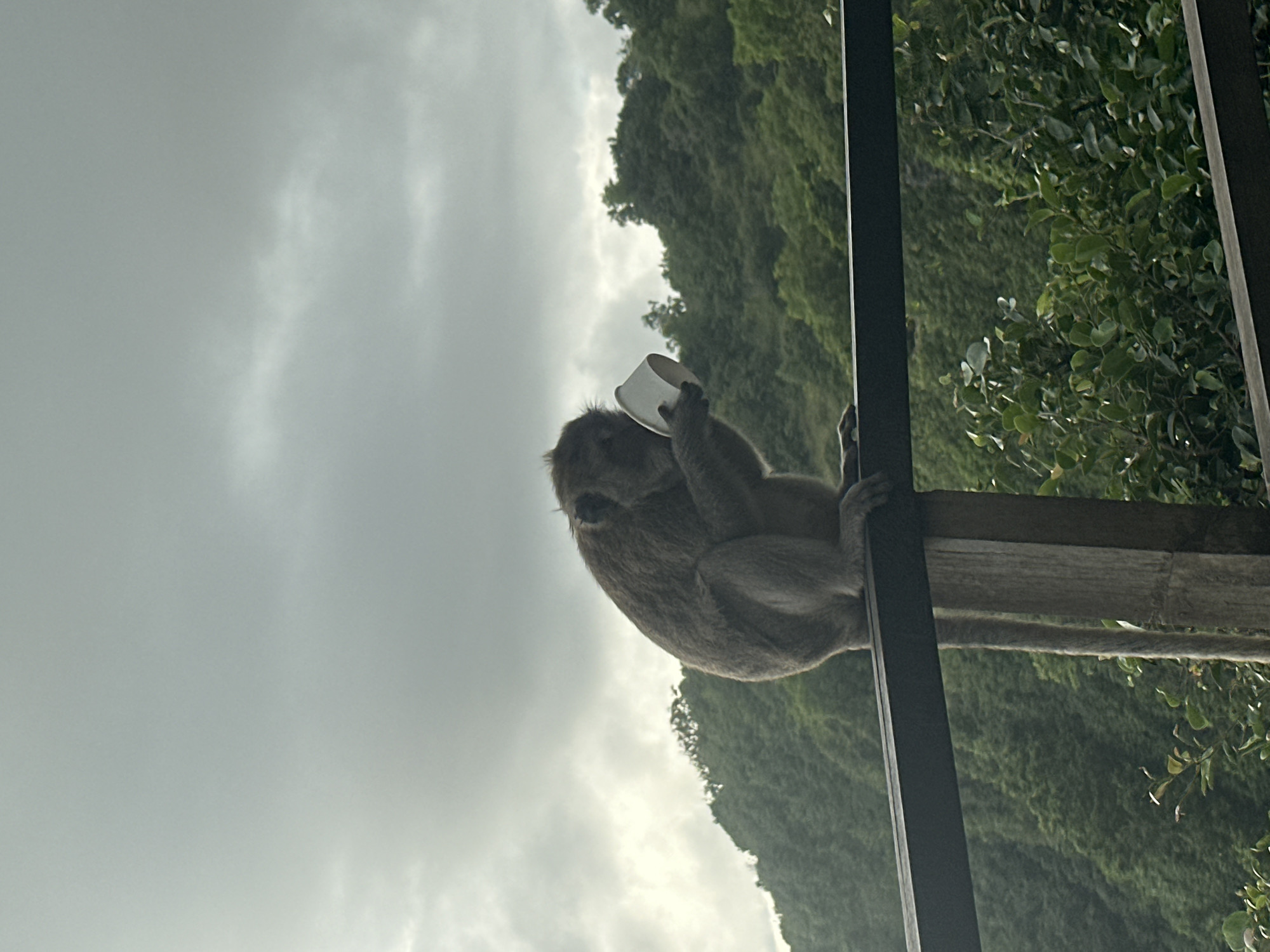 A monkey is holding a white cup to its face while perched on a bamboo structure next to a black metal railing. Lush green vegetation is behind the railing. In the background, a verdant hill meets a cloudy sky. The photo was taken in Nusa Penida, Indonesia.
