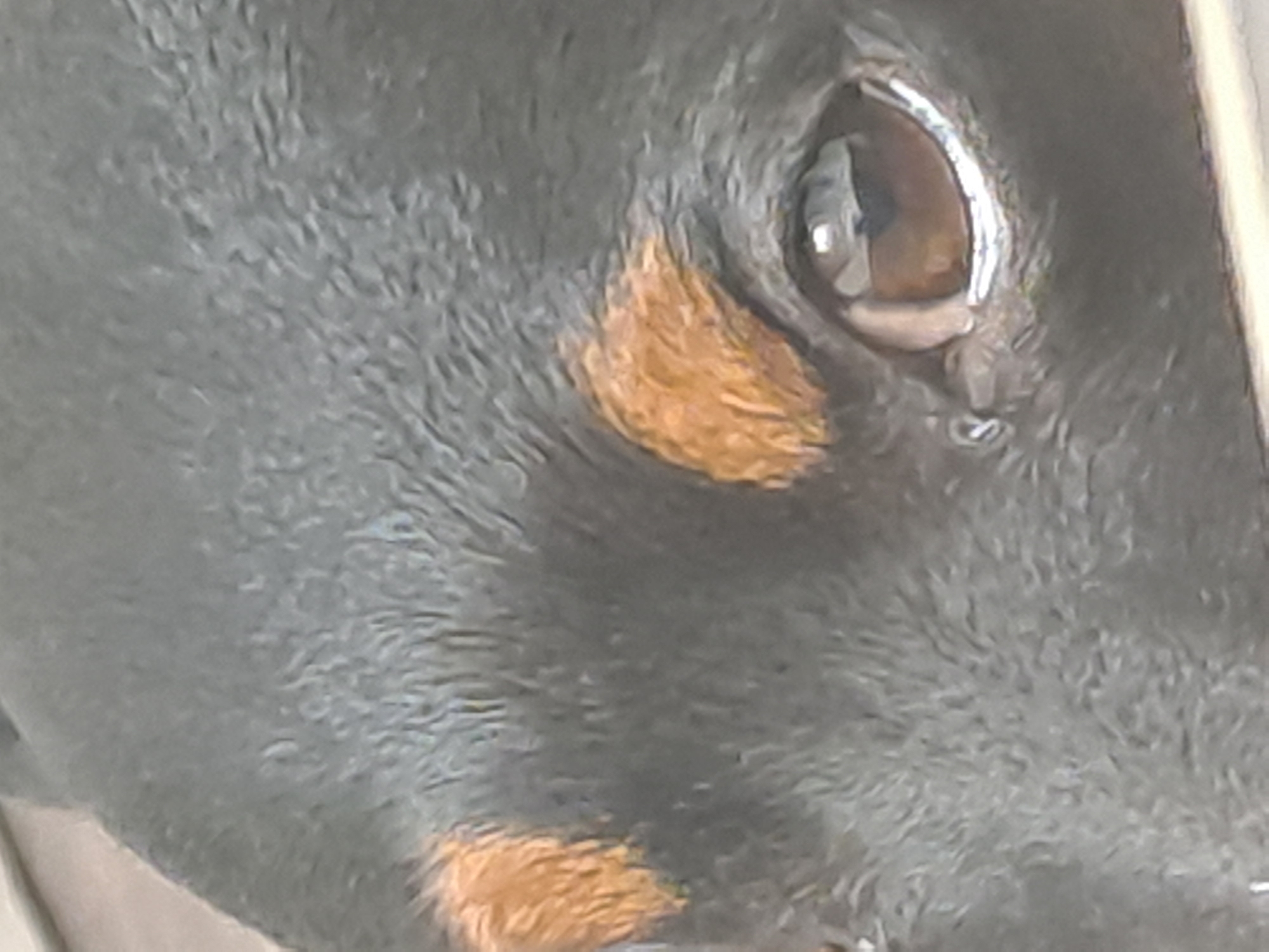 A close-up image focuses on the eye and fur of a black and brown dog. A patch of brown fur is visible near the dog's eye. The dog's eye is brown with a white reflection. Due to the lack of further context, it is impossible to know if this image was taken in Elektrostal, Russia.