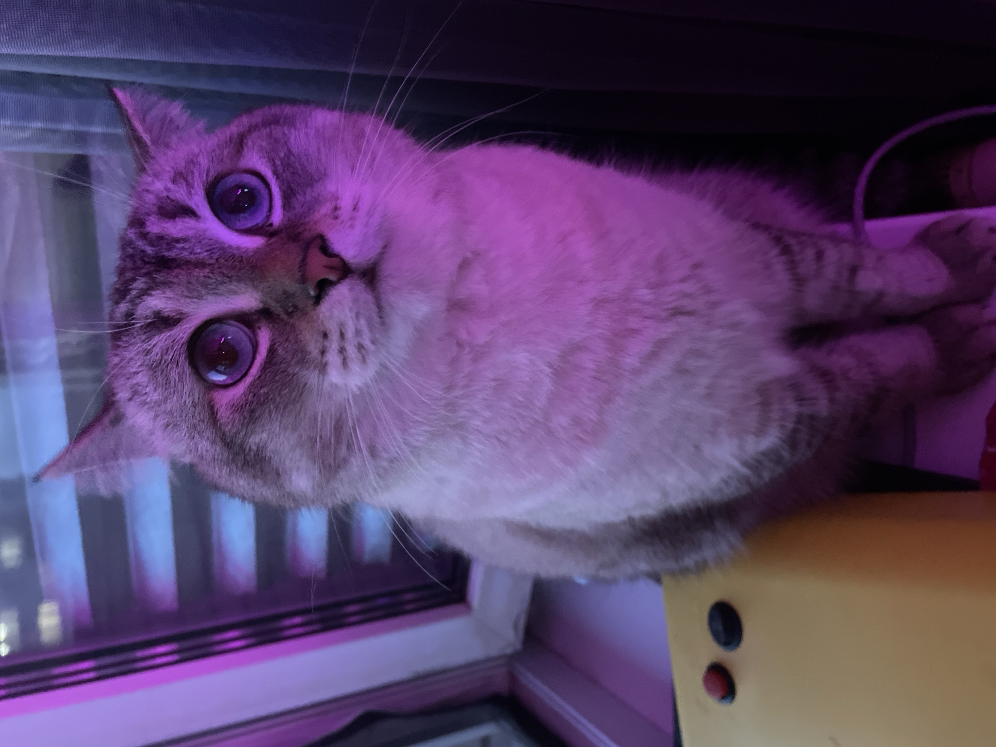 A close-up shot captures a tabby cat with striking blue eyes, illuminated by a soft purple light. The cat is positioned on its side, with its head tilted towards the camera, looking directly at the viewer with an inquisitive expression. Its fur is a mix of gray and brown tabby stripes, and its large, round eyes are wide open, reflecting the purple light. The background is blurred, but hints of vertical blinds and a window suggest an indoor setting, possibly a room with a view. The overall mood is intimate and engaging, with the cat's gaze drawing the viewer into its world. A yellow object with two buttons, one black and one red, is visible in the lower right corner, adding a pop of color to the scene. The purple lighting creates a dreamy and mysterious atmosphere.