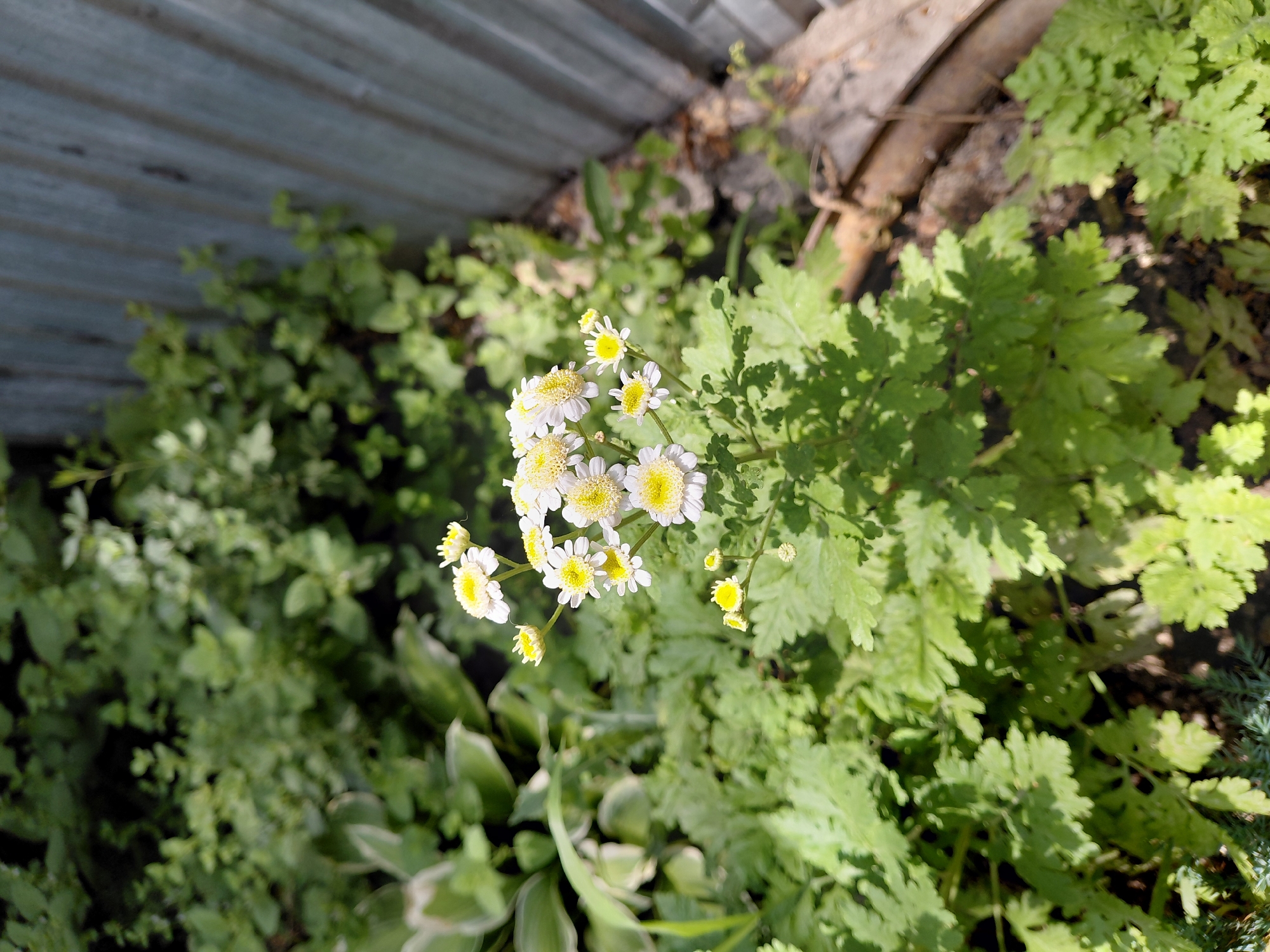A close-up, eye-level shot captures a cluster of small, white flowers with yellow centers blooming in a garden. The flowers are delicate and have multiple petals, resembling daisies. They are positioned in the lower-center of the frame, with their feathery green foliage filling the foreground and extending into the background. To the right of the flowers, a weathered, vertical wooden fence creates a textured backdrop. The overall impression is one of a natural, sunny outdoor setting. The image does not depict any people or specific urban landmarks that would allow for precise location identification within Бұлақты, Kazakhstan.