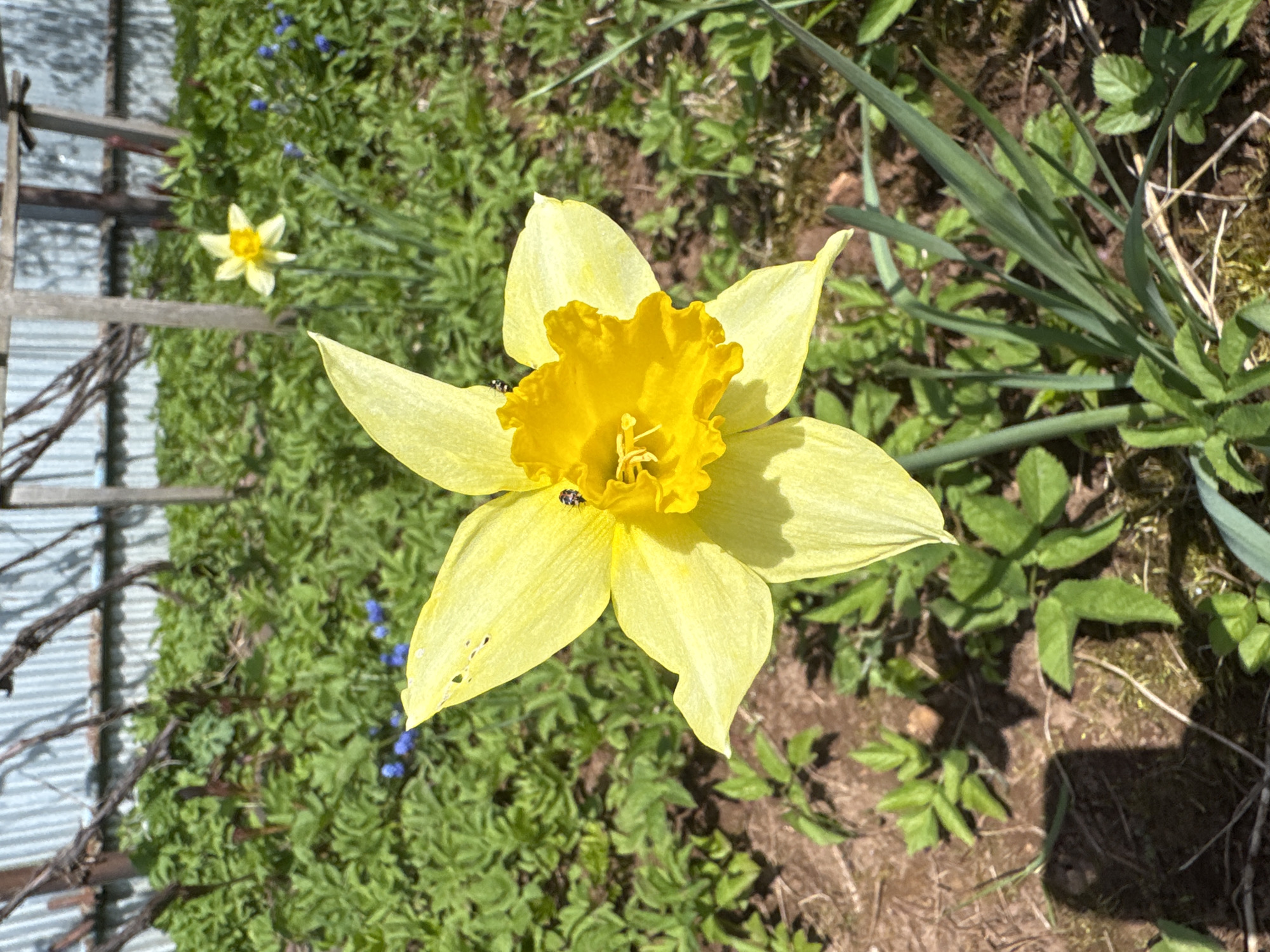 The image depicts a close-up, top-down view of a yellow daffodil flower in a garden setting, likely in Раздолье, Russia. The daffodil is the primary subject, its petals a pale yellow with a deeper yellow trumpet-shaped corona. Two small, black and white insects are visible on the flower. Another daffodil flower is partially visible in the background. The surrounding environment features a mix of green foliage, including other plants and grass. The ground is partially visible beneath the vegetation. A section of a wooden structure, possibly part of a fence or trellis, is located on the left side of the image. The scene is bathed in sunlight, casting shadows on the ground and foliage.