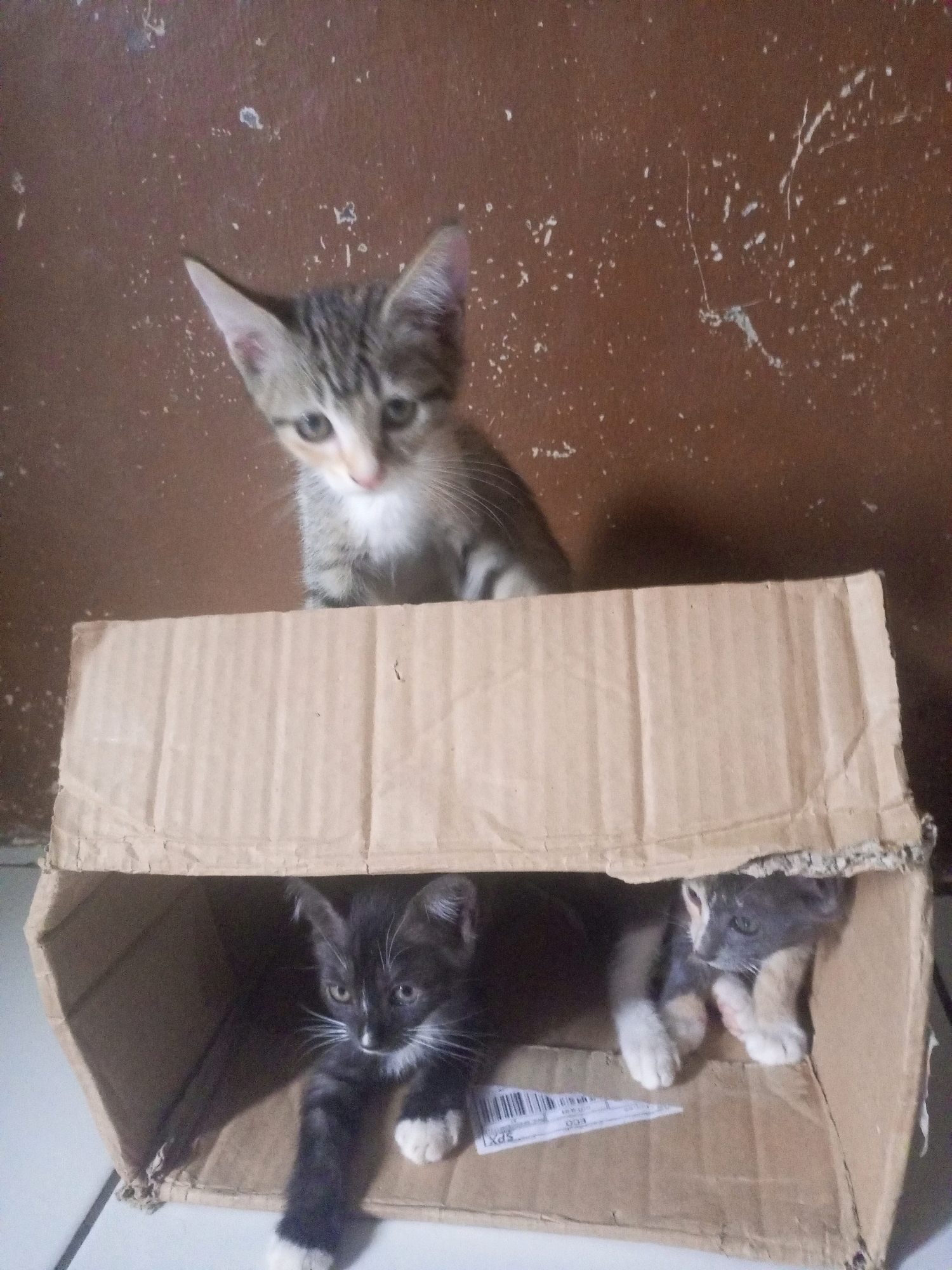 In Kurungannyawa, Indonesia, three kittens are observed within and on top of a cardboard box. The box is positioned on a tiled floor. The background consists of a textured, brown wall with some white speckles.
One tabby and white kitten is peeking over the edge of the box, facing the camera. Its front paws are on the top edge of the box.
Inside the box, two more kittens are visible. One is a black and white kitten in the left half of the box, facing left with its body mostly obscured. Its front paws with white socks are visible, and one paw is extended forward. A portion of a label with text and a barcode is visible on the cardboard floor of the box near this kitten.
To the right of the black and white kitten, a gray and white kitten is nestled in the right side of the box, facing towards the left. It is looking slightly upward and to the left.