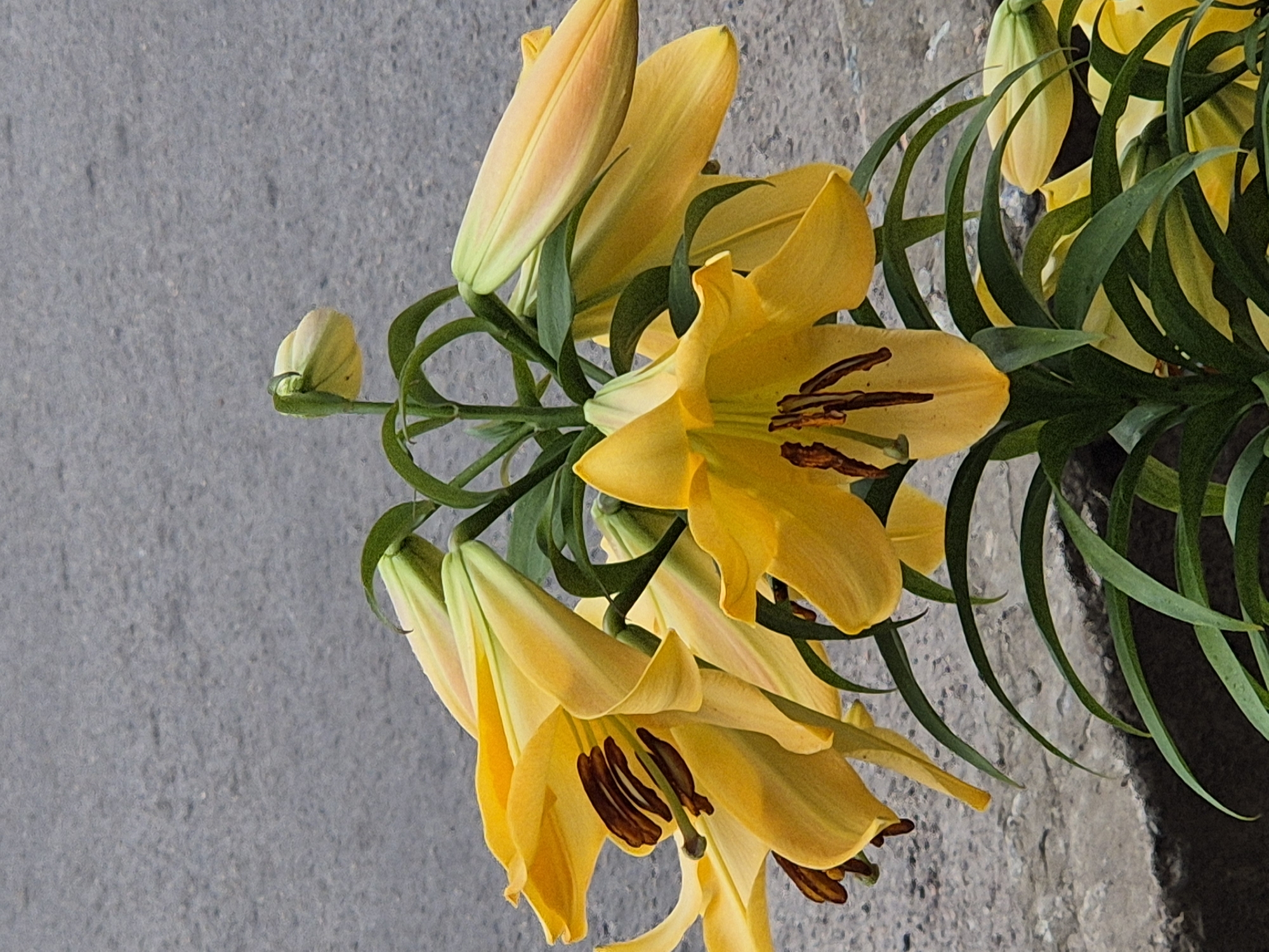 The image shows a cluster of yellow lilies with prominent dark brown stamens in the foreground. Some of the lilies are in full bloom, while others are still in bud. The flowers are set against a blurred background of grey asphalt. The scene is likely located in or around Sozonivka, Ukraine, as indicated by the context. The lighting suggests it is daytime, with natural light illuminating the flowers. There are no people or animals visible in the image. The overall impression is one of natural beauty amidst an urban or semi-urban environment.
