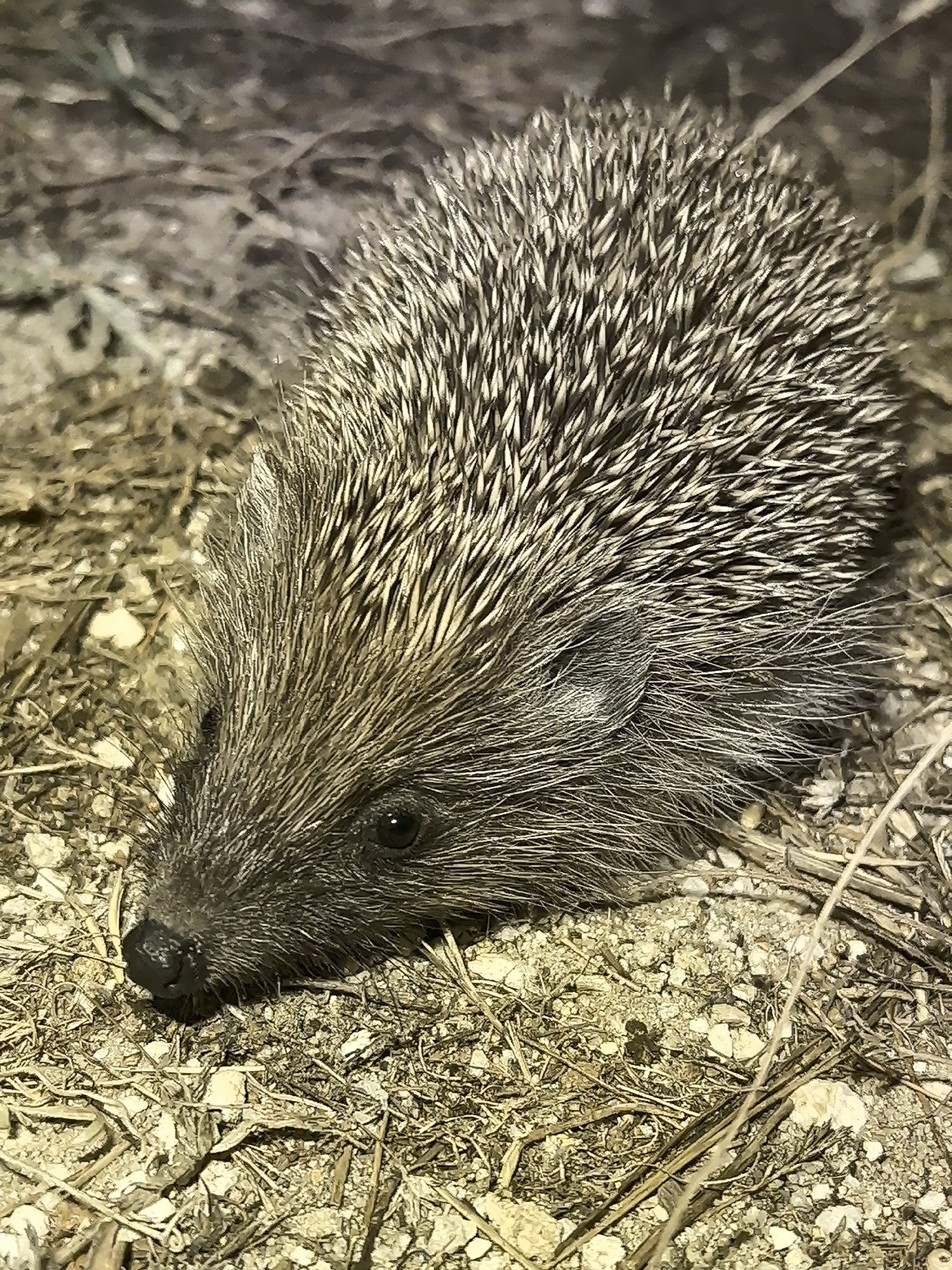 The image shows a close-up, eye-level shot of a hedgehog in an outdoor environment. The hedgehog is positioned in the center of the frame, facing left with its head lowered. Its body is covered in dark and light-colored quills, giving it a textured appearance. The hedgehog's face is dark, with a small black nose and a visible dark eye. The ground beneath the hedgehog consists of small pebbles, sand, and dry, brittle organic matter, such as twigs and straw. The background is blurred and appears to be more of the same earthy terrain. The lighting suggests it may be dusk or a shaded area. The image does not contain any elements that suggest a specific location within Golden Beach, Greece, or any identifiable landmarks.