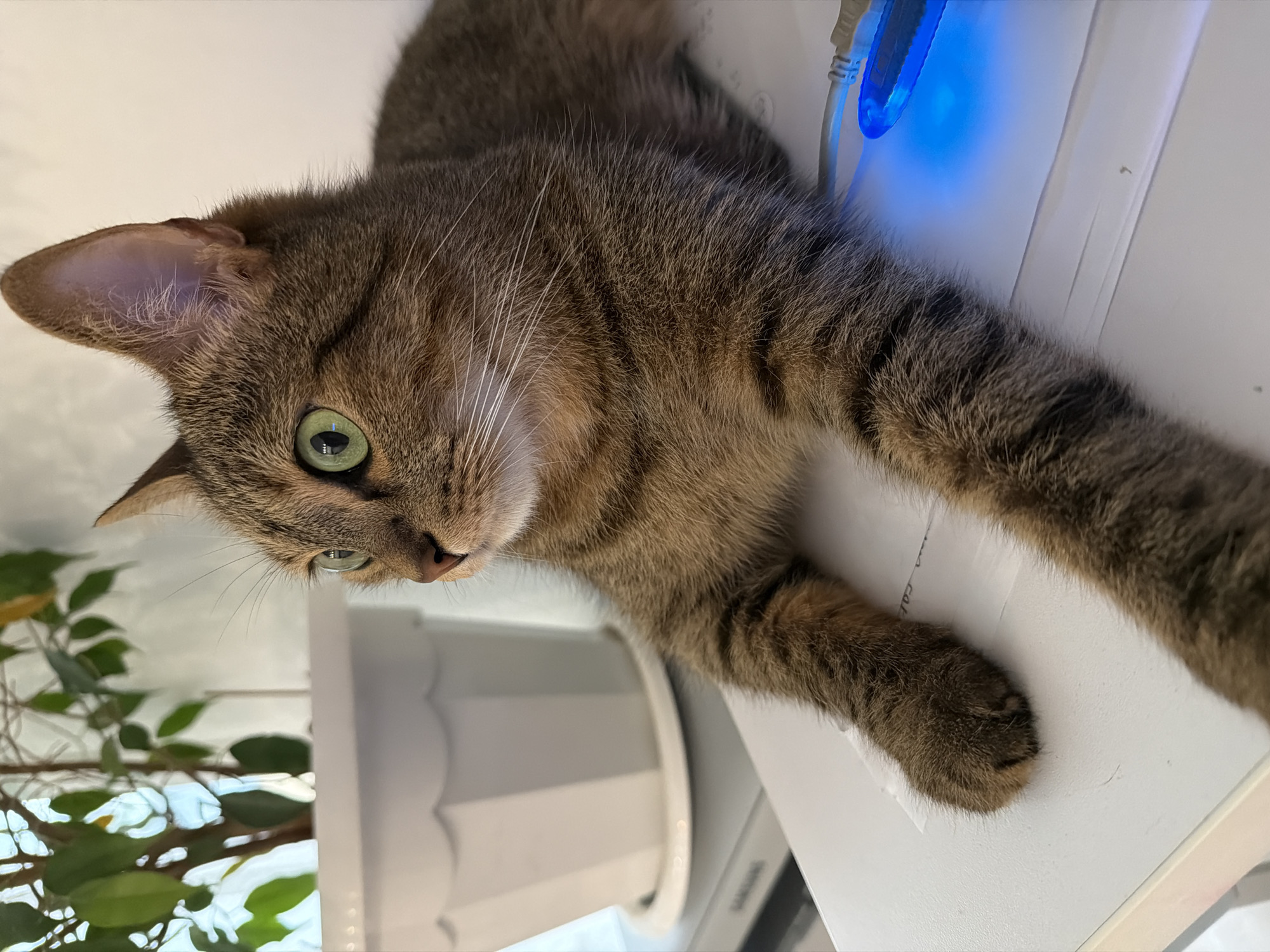 A brown tabby cat is lying on a white surface next to a white flower pot with green leaves. A blue light and a cord are visible near the cat's head. The image is oriented upside down. There is no verifiable information to confirm this image was taken in Izhevsk, Russia.