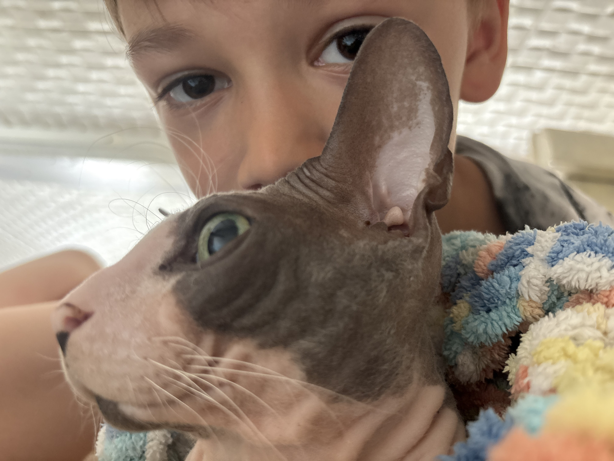 The image captures a close-up of a child's face and a Sphynx cat, both partially covered by a colorful blanket. The child's eyes are visible, looking towards the camera. The cat's head, with its distinctive wrinkled skin and green eyes, is positioned in the foreground, nestled against the blanket. The blanket is made of a soft, fuzzy material with a pattern of various pastel colors, including blue, yellow, white, and pink. The background is blurred but appears to be an indoor setting, possibly a home. There is no identifiable information in the image to suggest a location in Niva, Russia.