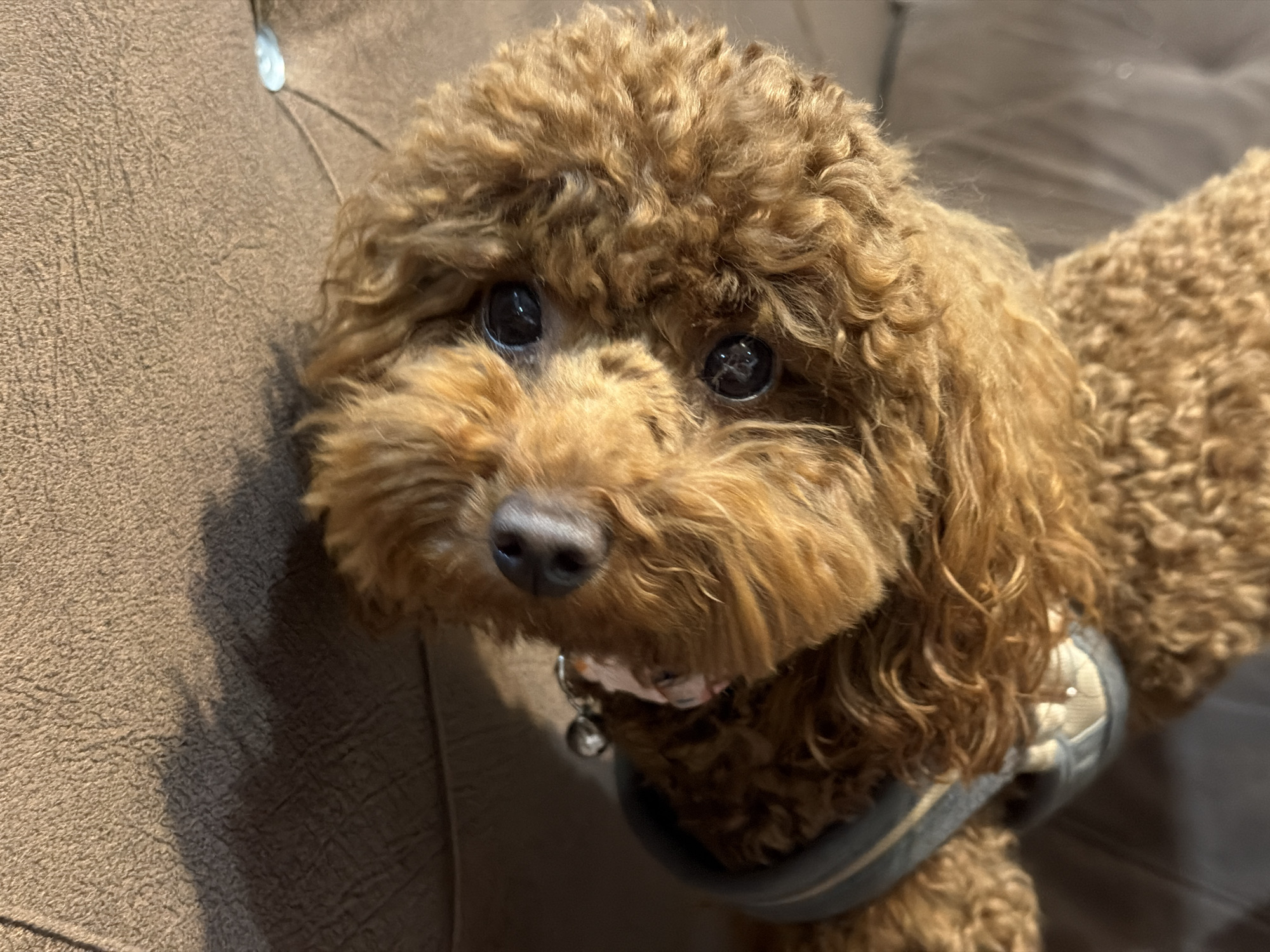 A close-up shot focuses on a brown poodle. The dog is wearing a light gray vest with a darker gray trim. A small bell hangs from its collar. The background is a textured, brown material, possibly upholstery. The location is not discernible from the image.