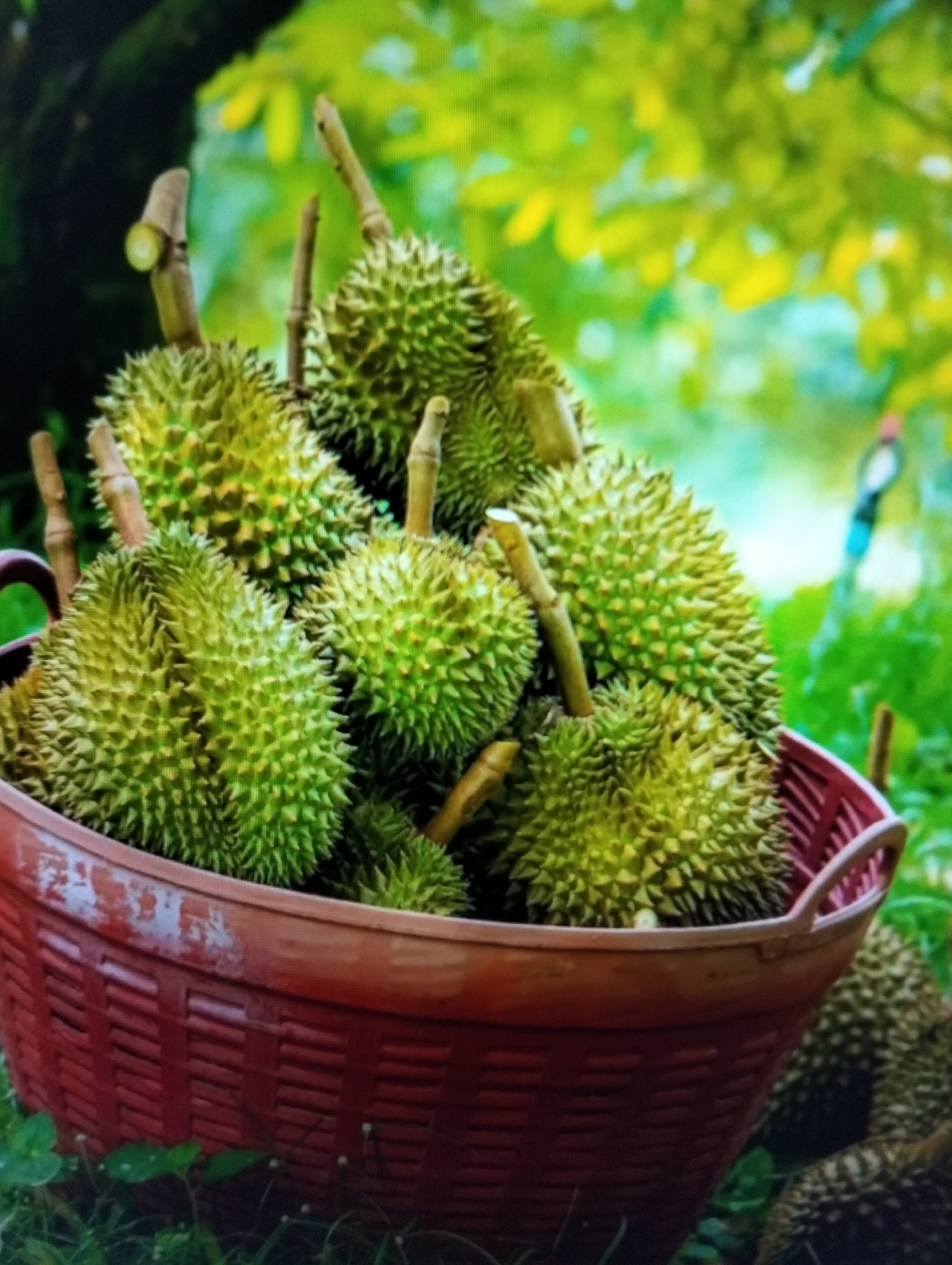 A close-up shot shows a woven, reddish-brown basket filled with a large pile of spiky, green durians. The durians are of varying sizes and appear fresh. The basket has two handles, one of which is visible on the left side of the frame. The durians are packed tightly together, with some stems protruding from the top. The background is softly blurred, suggesting an outdoor setting with lush green foliage and hints of sunlight filtering through. The overall impression is one of abundance and freshness, likely showcasing a harvest of durian fruit. The image does not provide any specific details about the city of Payagaboh, Indonesia.