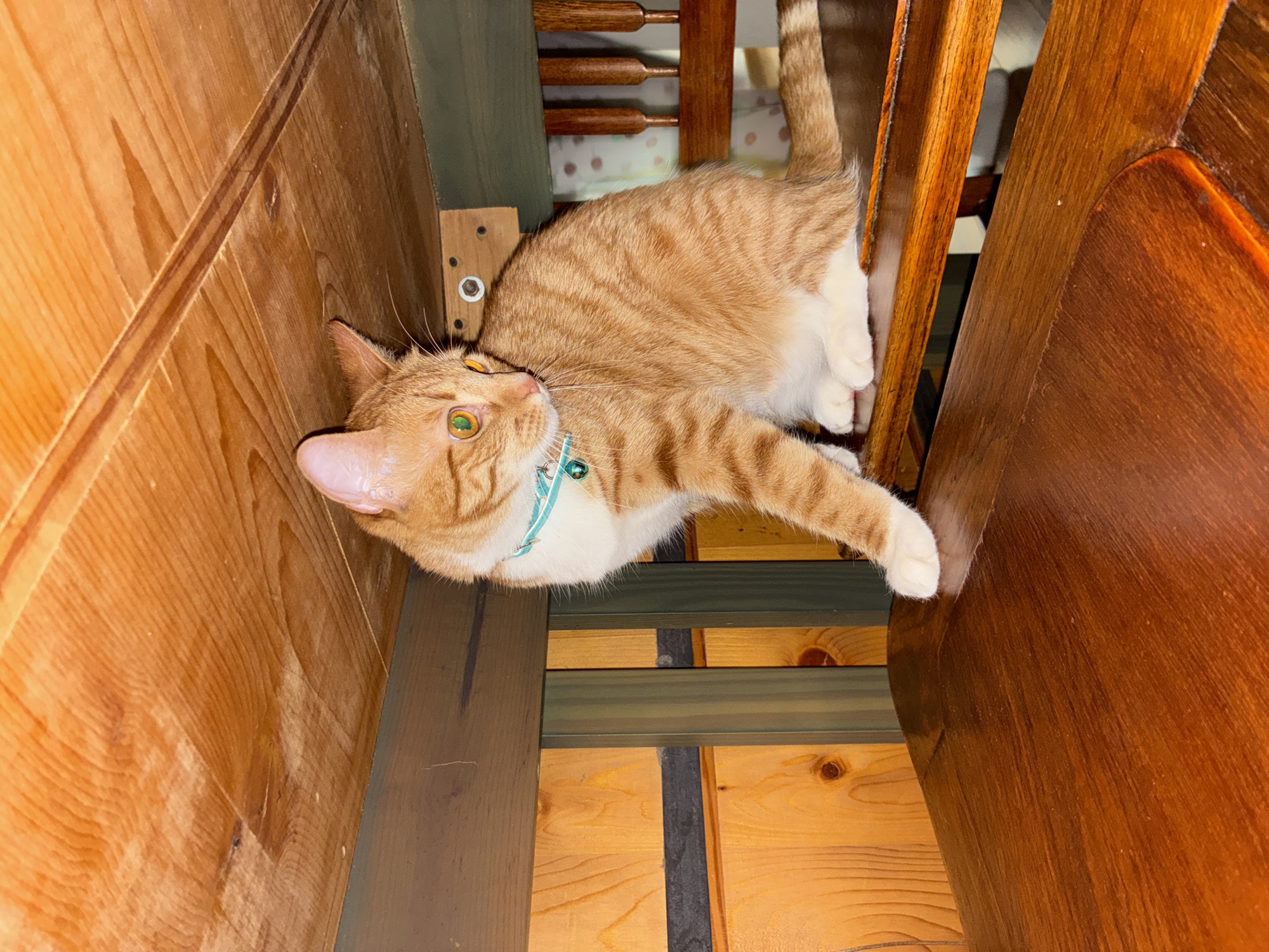 A medium shot shows an orange and white tabby cat lying on its side on top of a wooden cabinet or table, with its head and front paws visible, looking upward and to the left, and its tail visible and straight above the rest of its body, with a blue collar and a bell around its neck. The cat lies between two wooden surfaces and a wooden chair with rungs is visible above. The background is blurred and underexposed. The location of the image is not specified, and no information regarding the city of Mexico City, Mexico is available.
