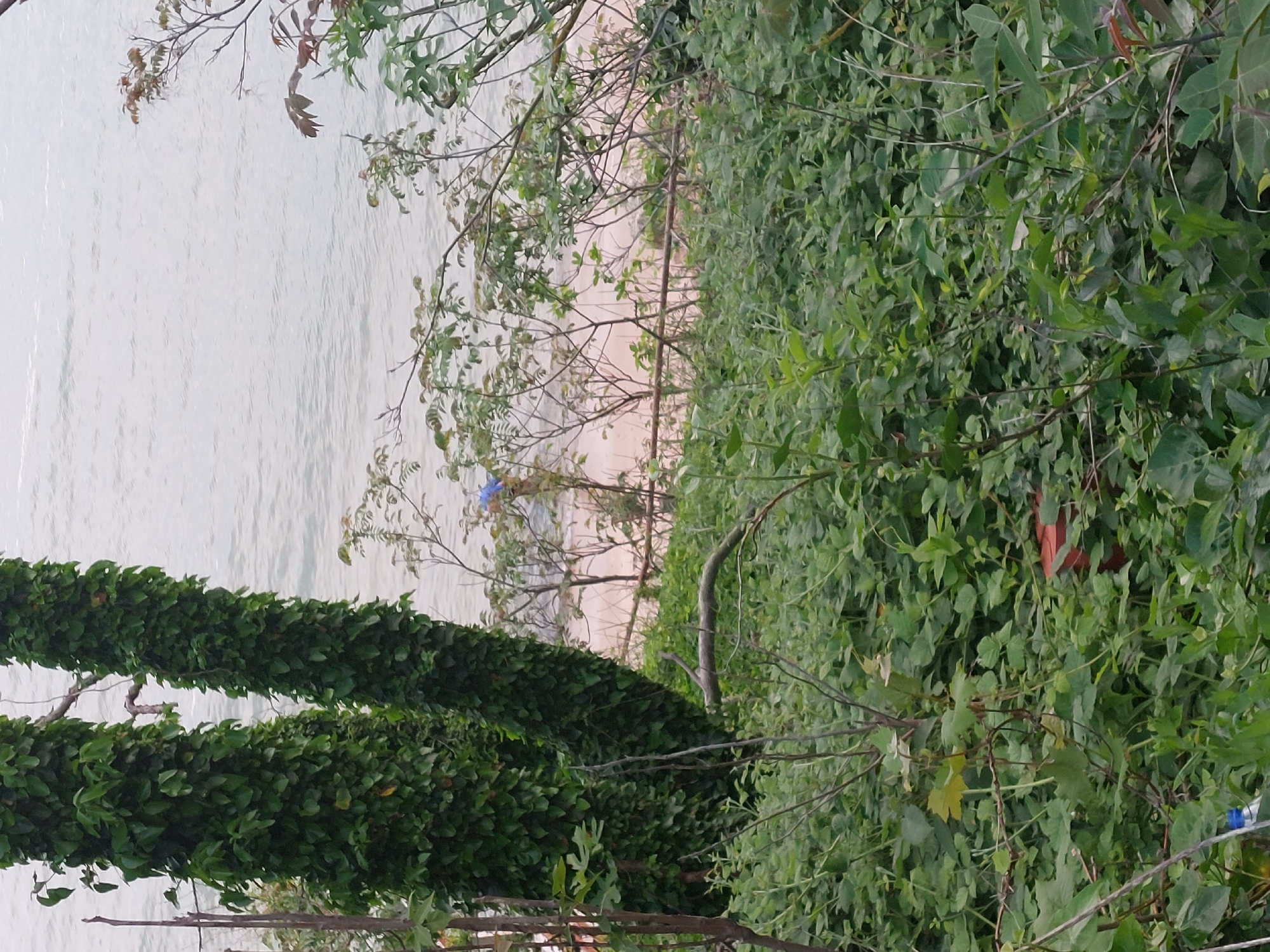 The image presents a view of the Black Sea coast in Tsarevo, Bulgaria. The scene is observed from a vantage point overgrown with dense green foliage and vines. The sea appears as a light gray expanse under an overcast sky. A narrow strip of sandy beach is visible through the vegetation. The presence of a blue object on the beach suggests possible human activity or discarded item.