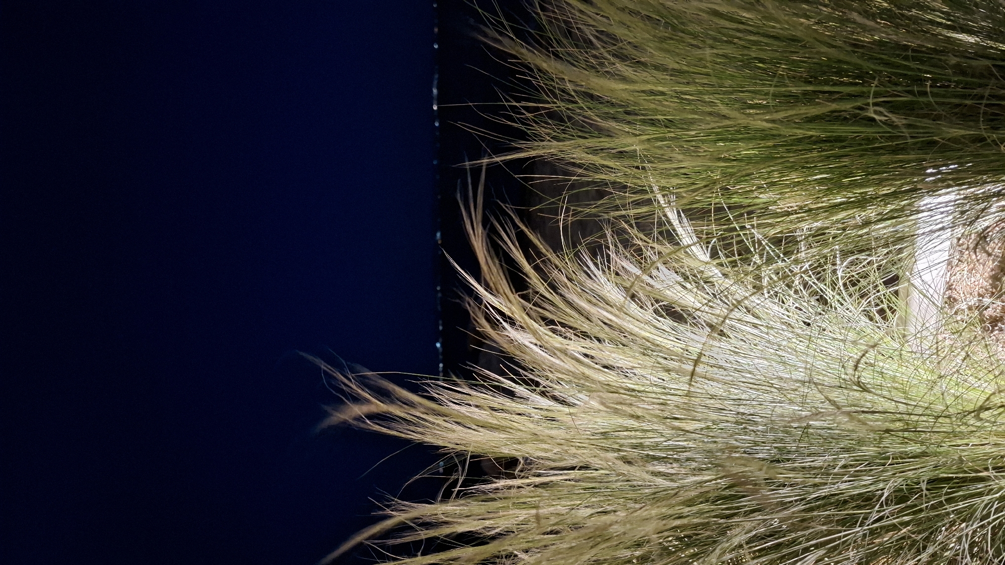 The image depicts tall, feathery ornamental grasses illuminated by artificial light at night. The grasses are in the foreground and dominate the lower portion of the frame, with some appearing more golden-yellow and others greener. In the background, a dark expanse suggests a body of water, beyond which a faint, horizontal line of distant city lights is visible against a deep blue night sky. The scene is devoid of people or any discernible activity. The location is not identifiable within the Sithonia Municipal Unit, Greece based on the visual information provided.
