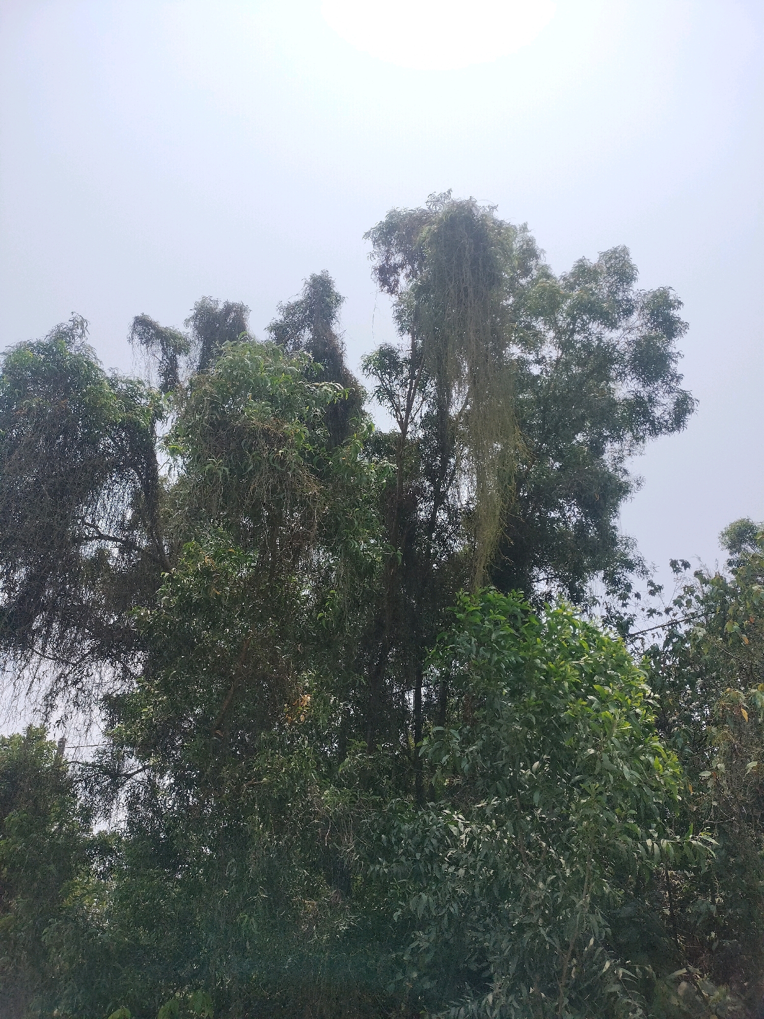 The image shows a dense canopy of trees against a hazy, overcast sky. The trees are lush with green foliage, and some branches are draped with long, thin vines. In the lower part of the frame, more trees and foliage are visible, suggesting a natural or park-like setting. The overall impression is one of natural overgrowth. This scene is located in Batam, Indonesia.