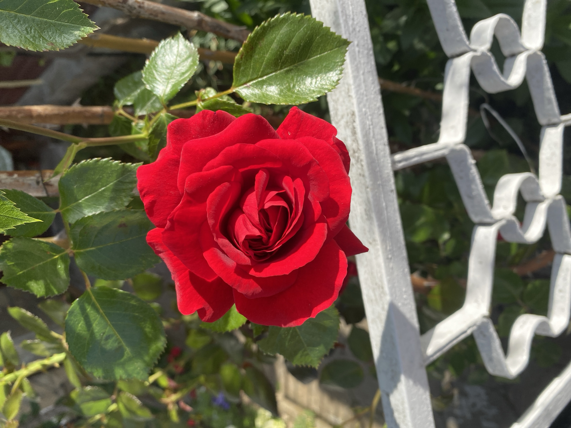 A medium shot of a red rose in full bloom growing near a white metal fence. The rose is surrounded by green leaves and some bare branches. The background is slightly blurred, but it appears to be an outdoor setting. There is no evidence in the image to indicate the city of Smolyan, Bulgaria.