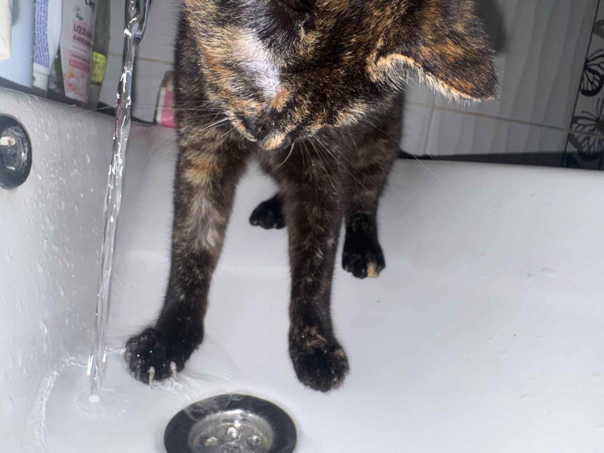 A tortoiseshell cat stands in a white porcelain sink with water running from the faucet. The cat's front paws are positioned near the drain. Tubes of toothpaste and other bathroom products are visible in the background. The location appears to be an indoor bathroom setting.