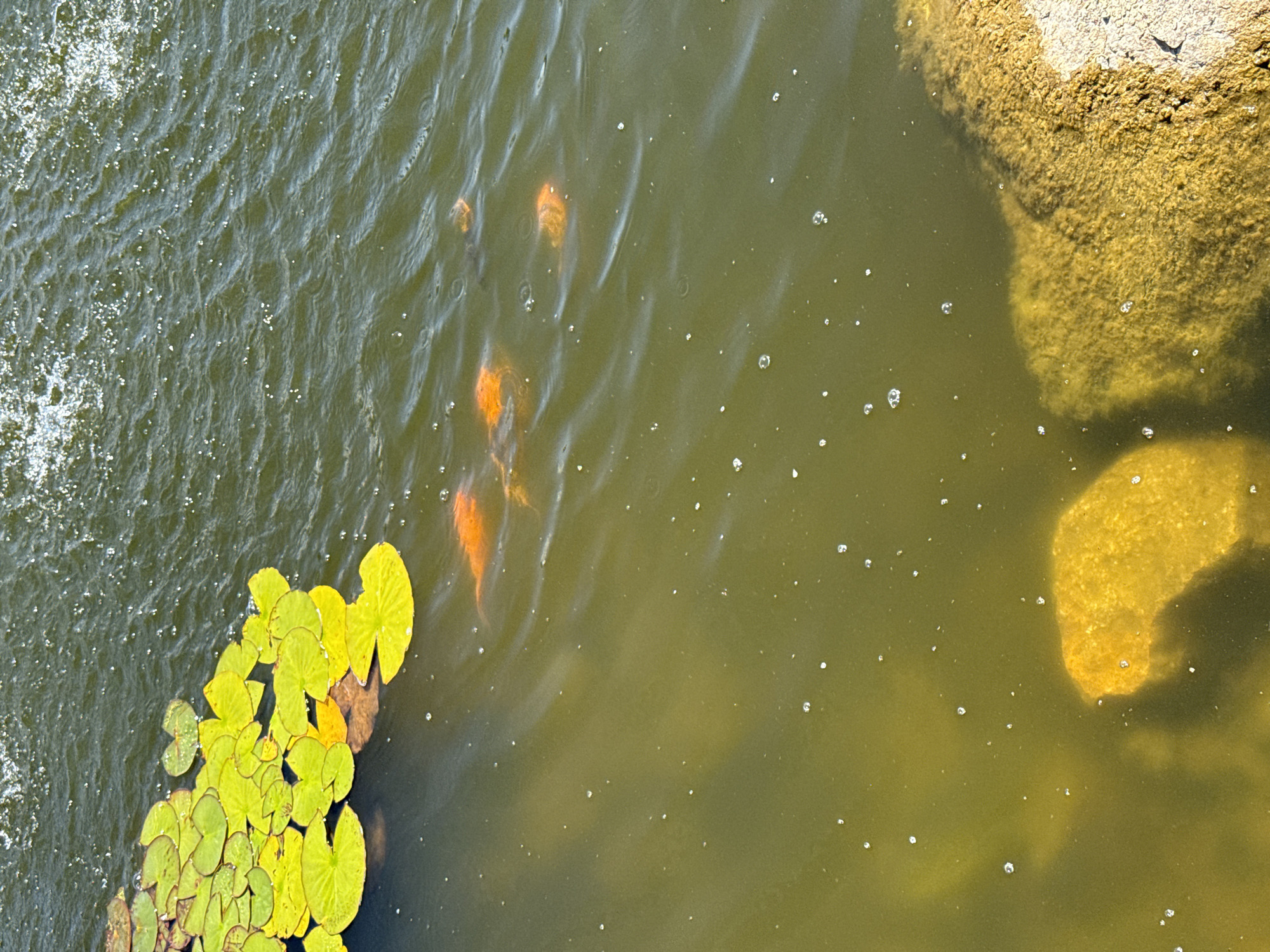 This is an aerial, medium shot of a body of water, likely a pond or lake, on a sunny day. The water is a murky green color, with ripples on the surface indicating movement. Several bright orange koi fish are visible swimming beneath the surface, their scales reflecting the sunlight. Lily pads, predominantly a vibrant green with some showing yellowing, float on the left side of the image, clustered together. The bottom right of the frame shows a rough, textured rock formation emerging from the water, appearing to be on the bank. The overall impression is a naturalistic scene, perhaps in a park or garden setting. The location is stated to be Sevastopol, Ukraine.