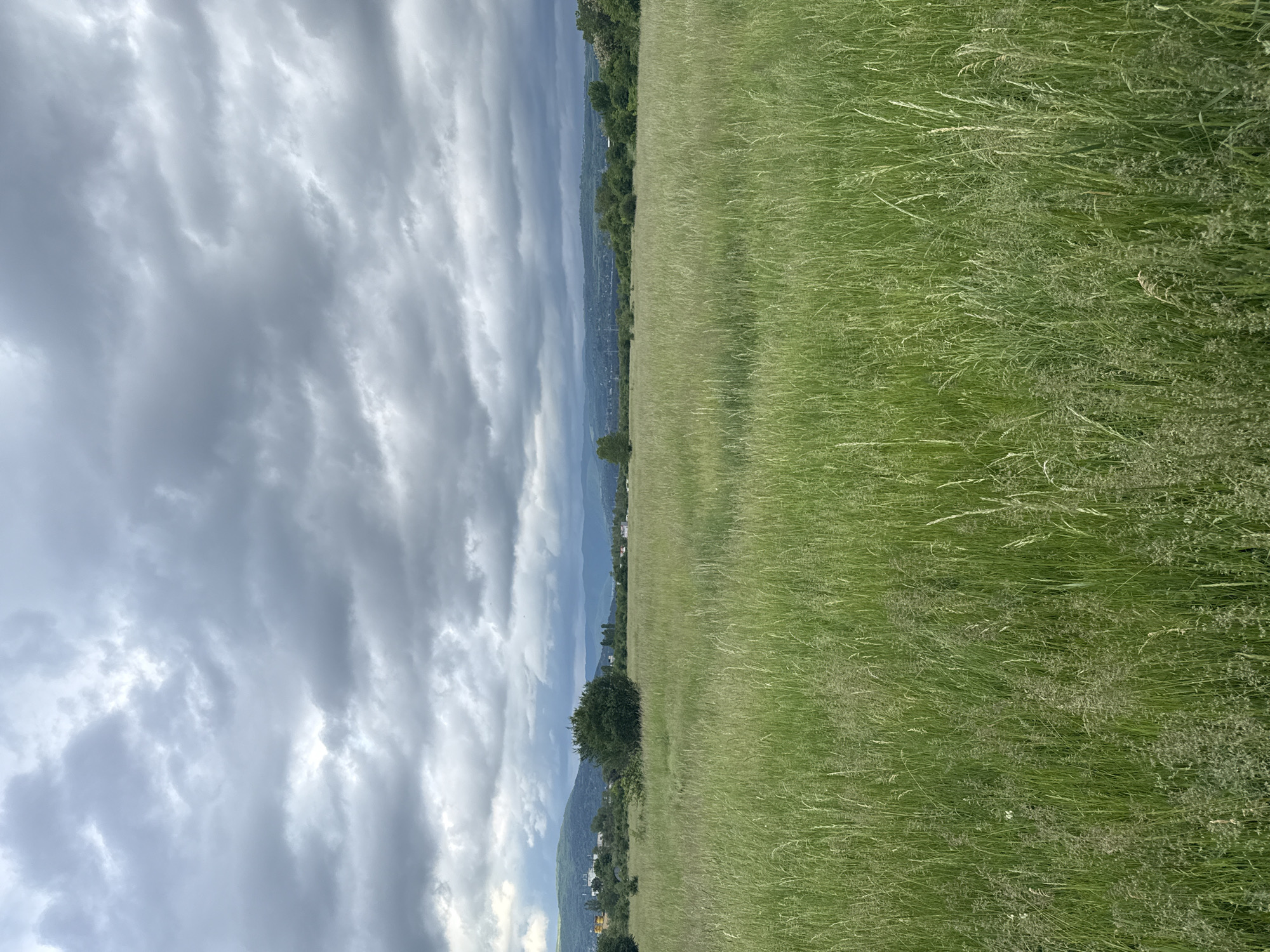 The image shows a landscape with a field of tall green grass dominating the right half of the frame. The left half is filled with a dramatic, overcast sky with striations of grey clouds. In the distance, a line of trees and buildings are visible, suggesting a settlement along a hill or mountain range. The horizon line is slightly off-center, positioned more towards the top half of the image. There is a single tree standing alone in the lower center of the frame. Based on the characteristics of vegetation and general terrain, it's not possible to confirm the location in Sofia or any other specific location.