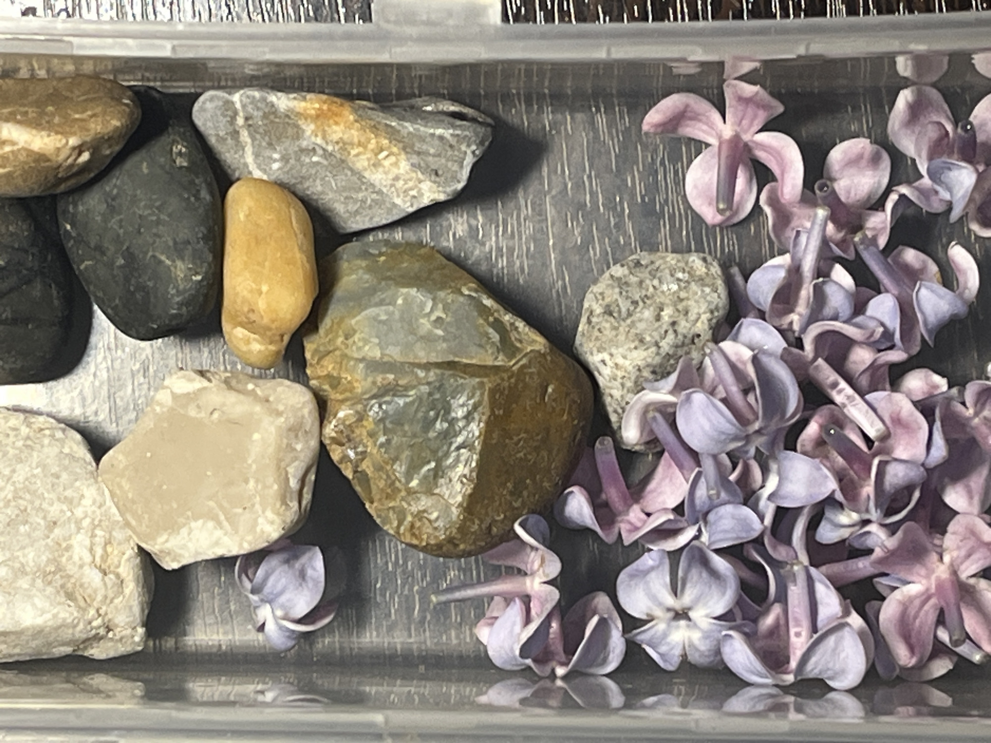 The image shows a collection of stones and lilac flowers arranged inside a clear plastic container. The stones are various shapes, sizes, and colors including gray, tan, and black. The lilac flowers are mostly detached from their stems, scattered among the rocks. The environment is indistinct beyond the interior of the container. No people are visible. There is no information in the image that allows for the determination of its location as Saint Petersburg, Russia, or any other specific location.