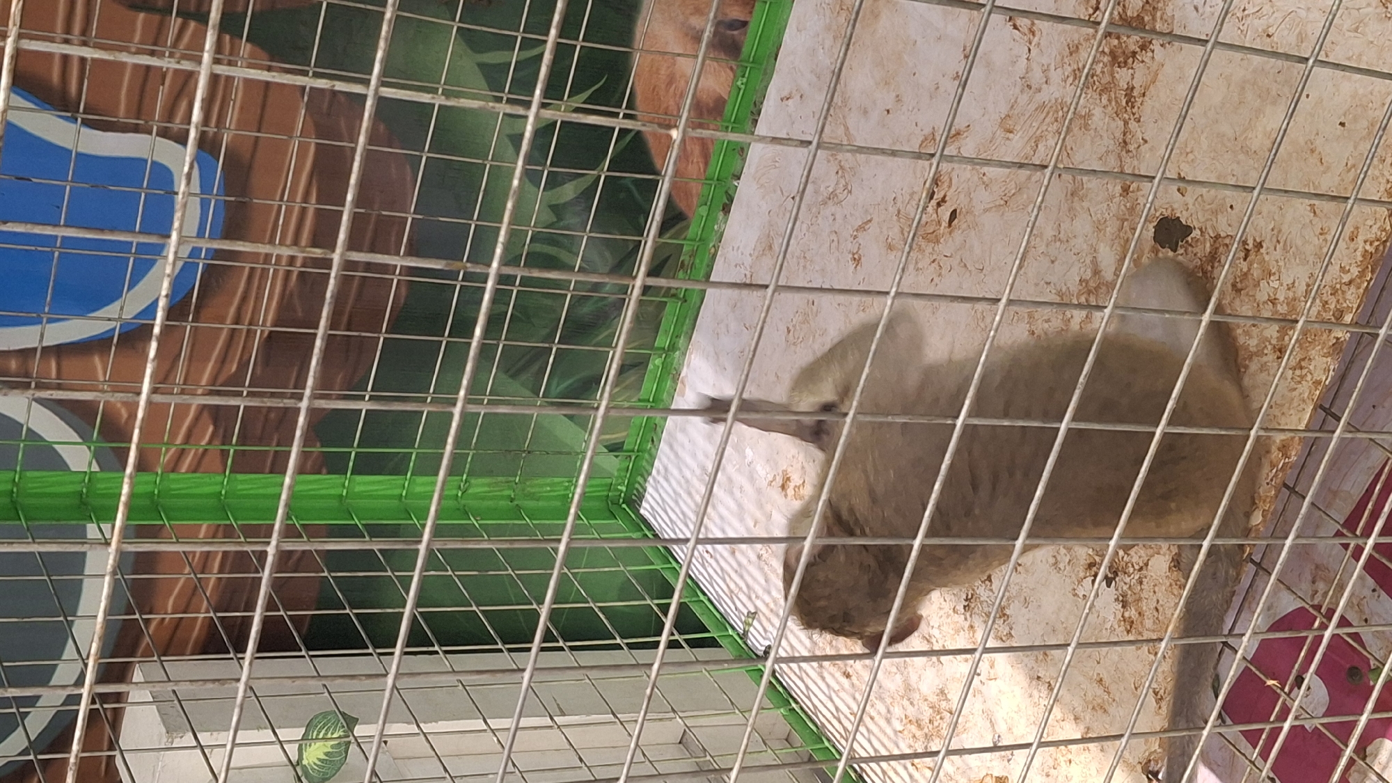A monkey is inside a cage. The cage is made of metal bars and has a green frame. The monkey is light brown and appears to be sitting down. The floor of the cage is covered with sawdust. The background of the cage is decorated with a mural of a jungle scene. Another animal, possibly a fox, is lying down in the background of the cage. The image was taken from outside the cage, looking in. The location is in Kecamatan Pati, Indonesia.