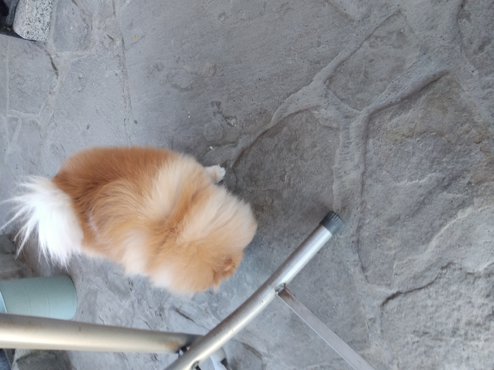 A Pomeranian dog with fluffy light brown fur and a white tail stands on a grey stone-tiled patio. The dog is facing away from the camera and its body is mostly in the frame. A silver metal chair leg is visible on the left side of the image, and a light blue cylindrical object is partially visible in the background to the left of the dog. The scene appears to be outdoors, possibly in a backyard or patio area. The image was taken in the city of Apriltsi, Bulgaria.