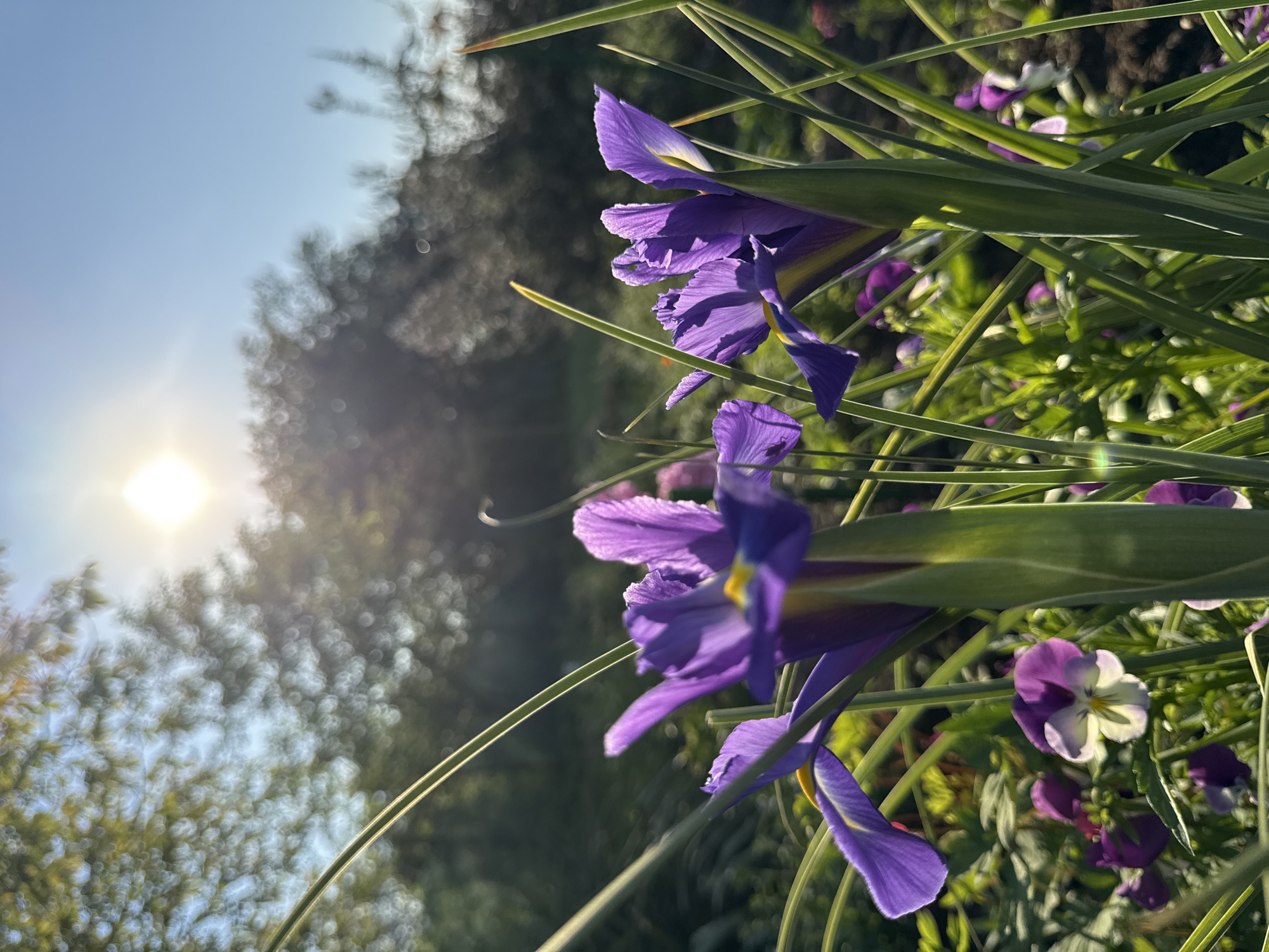 The image shows purple irises and pansies in a garden in Generalovo, Bulgaria. The sun is shining in the background, with a blue sky visible. The irises are in focus, with the background slightly blurred. The pansies are nestled among the irises. The scene is brightly lit, with green foliage visible.