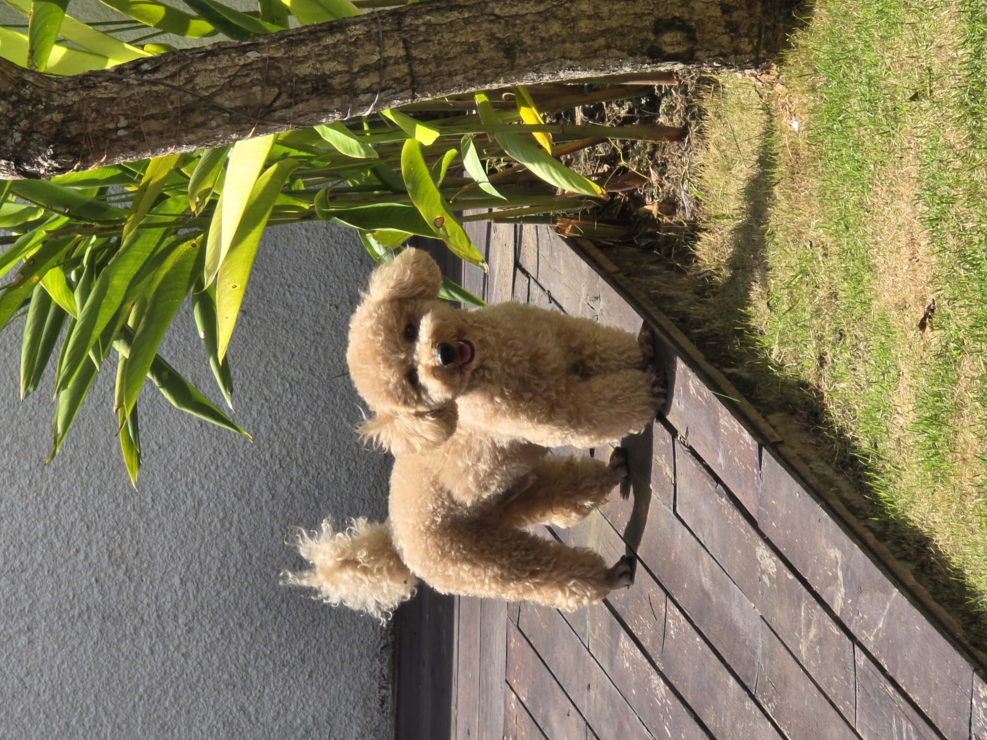 A medium-sized, light-brown poodle stands on a wooden deck next to a patch of green grass. The dog is positioned in the center of the frame, facing towards the viewer. A tree trunk and green plants are to the left of the deck, with a grey wall further in the background. The location is in an unidentified city.