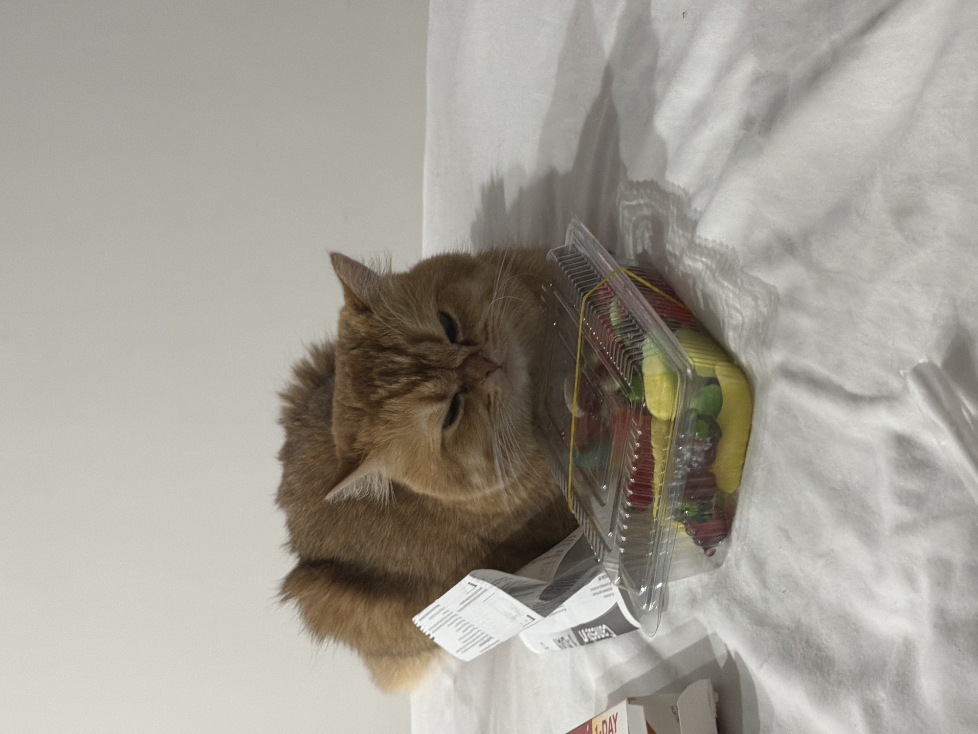 A fluffy, ginger cat rests its head on a plastic container of fruit salad on a white surface, likely a bed. A receipt is partially tucked under the container. The background is a plain, light-colored wall. There is no indication this image was taken in Đà Nẵng, Vietnam.